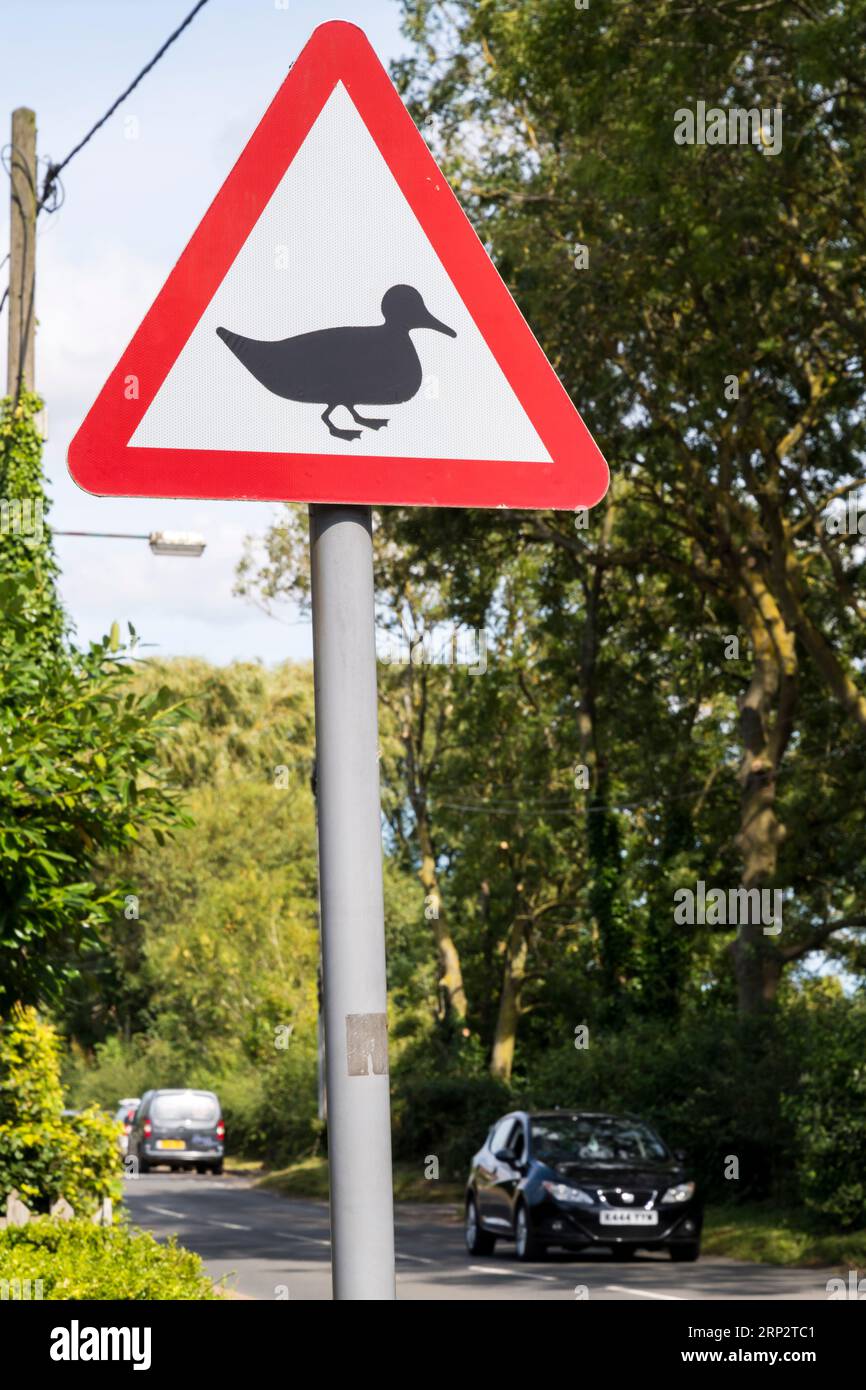 Entenwarnschild auf einer Landstraße in Norfolk. Stockfoto