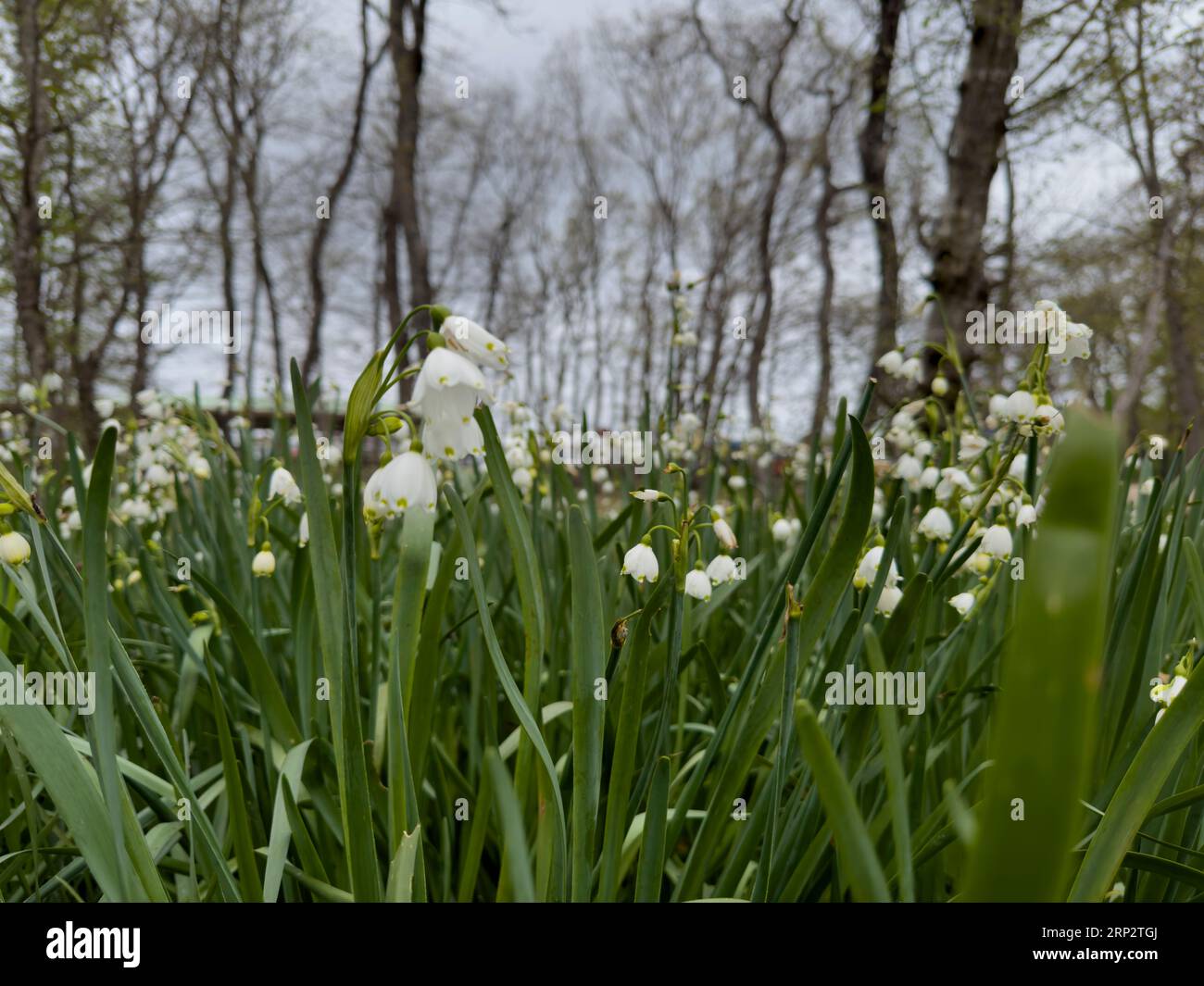 Schneeglöckchen im Frühling ausgewählt Fokus. Frühlingshafter Hintergrund Stockfoto