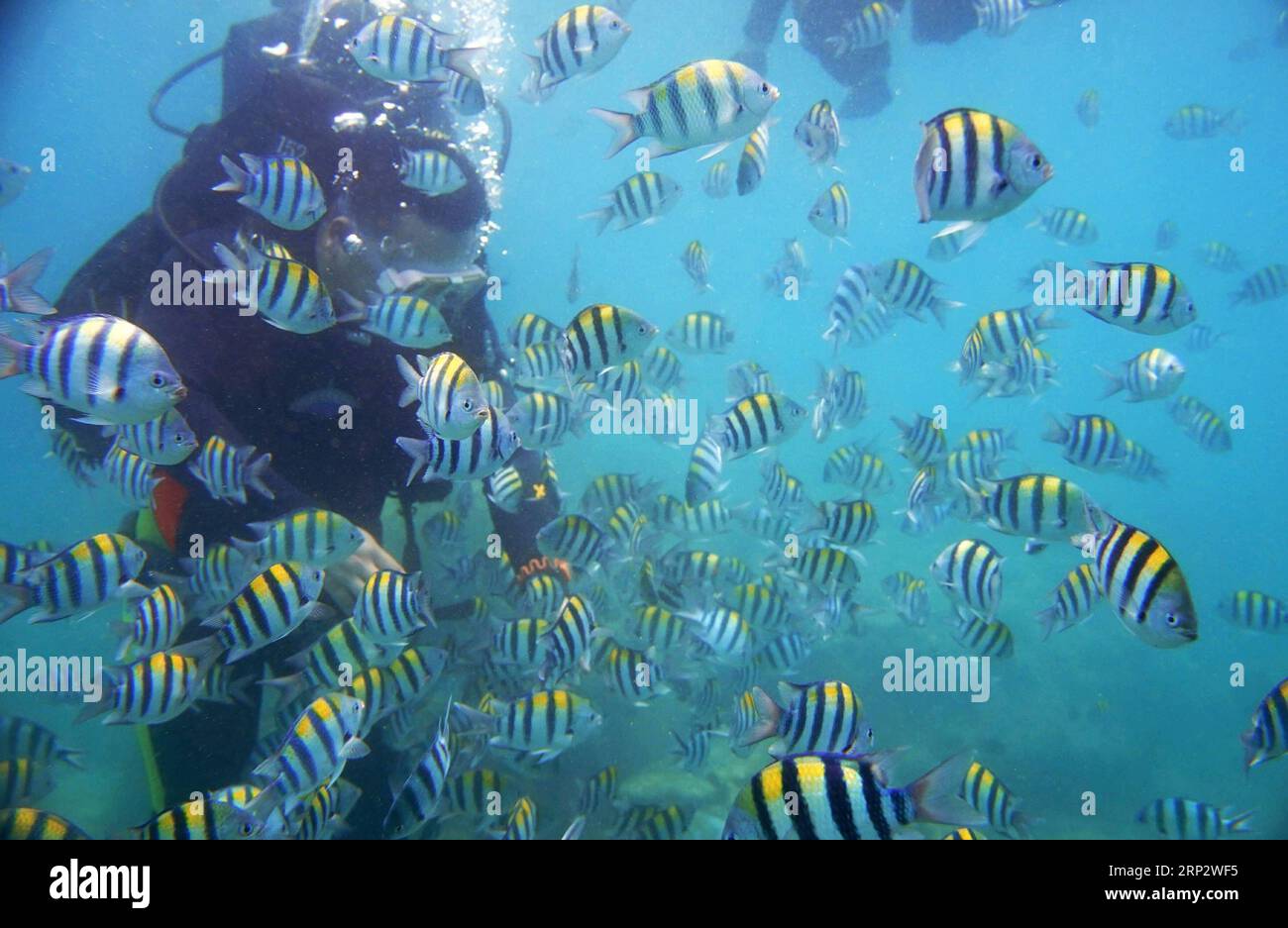 (180912) -- LINGSHUI, 12. September 2018 -- Ein touristisches Taucherlebnis inmitten von Fischen im Meeresgebiet der Insel Fenjiezhou in der südchinesischen Provinz Hainan, 12. September 2018. Die Inselbewohner widmen sich seit mehr als einem Jahrzehnt dem Schutz und der Pflege von Korallen. Unter Anleitung von Meeresexperten stellen sie künstliche Riffe unter Wasser, um Wachstumsbedingungen für Korallen zu schaffen, was wiederum den Lebensraum für Fische verbessert. Das Ökosystem des Korallenriffs rund um die Insel ist heute gut erhalten. ) (Sxk) CHINA-HAINAN-CORAL REEF PROTECTION (CN) DingxXu PUBLICATIONxNOTxINxCHN Stockfoto