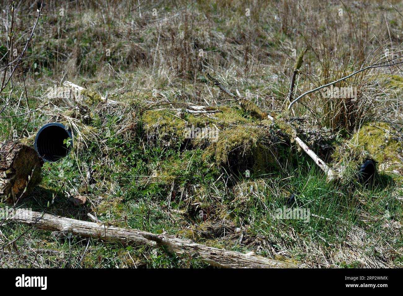 Eurasischer Otter (Lutra lutra) künstlicher Otter holt in der Nähe von Loch. Stockfoto