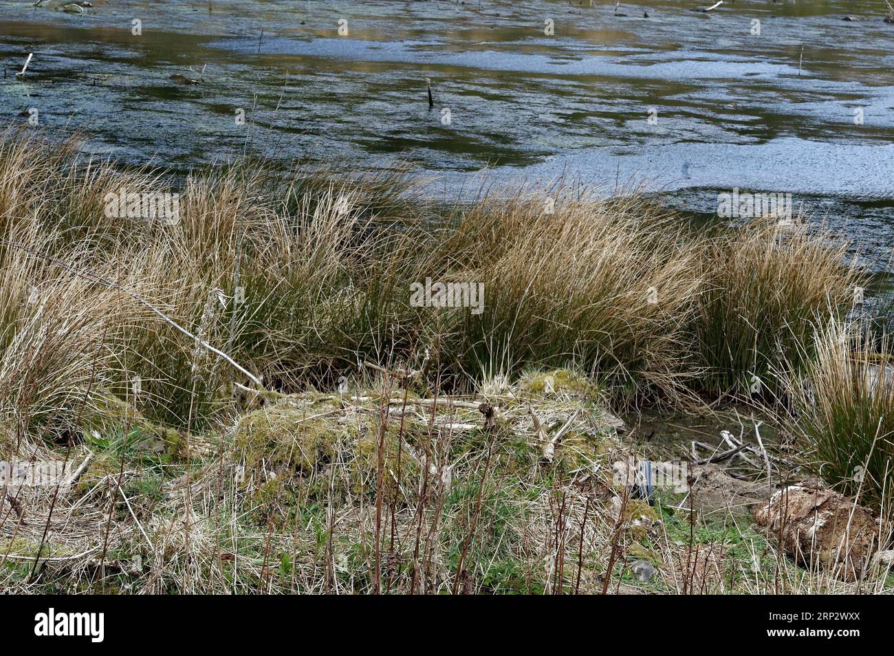 Eurasischer Otter (Lutra lutra) künstlicher Otter holt in der Nähe von Loch. Stockfoto