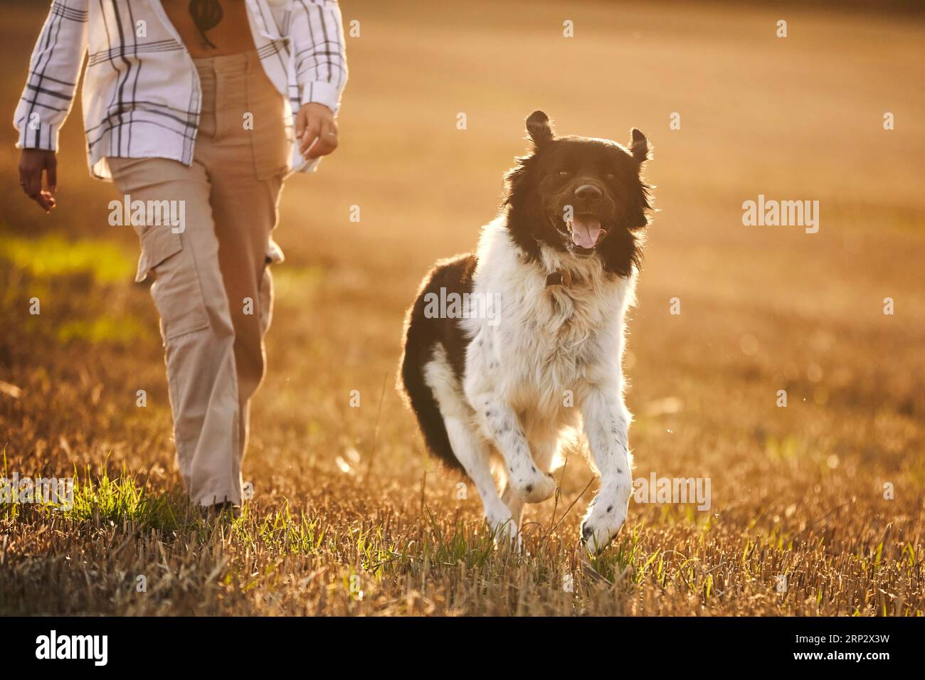 Glücklicher Hund, der mit seinem Haustierbesitzer über das Feld rennt. Fröhlicher tschechischer Sennenhund bei Sonnenuntergang im Herbst. Stockfoto