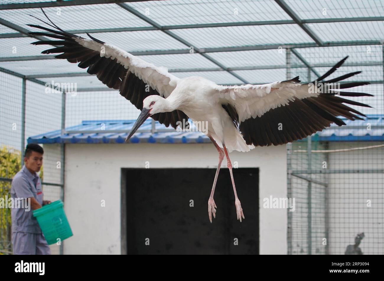 (180915) -- CAOFEIDIAN, 15. September 2018 -- Ein Mitarbeiter ernährt einen orientalischen Weißstorch im Caofeidian Feuchtgebiet und Vogelschutzgebiet in der nordchinesischen Provinz Hebei, 15. September 2018. Zwei verletzte orientalische Weißstörche werden bald nach ihrer vollständigen Genesung in die Wildnis entlassen. Die beiden Vögel wurden durch die Verwaltung des Naturschutzgebiets im Oktober 2017 gerettet. Die orientalischen Weißstörche sind als gefährdete Arten aufgeführt, die unter erstrangigen nationalen Schutz stehen. )(mcg) CHINA-HEBEI-CAOFEIDIAN-ORIENTAL WHITE STORK-RELEASE (CN) XingxGuangli PUBLICATIONxNOTxINxCHN Stockfoto