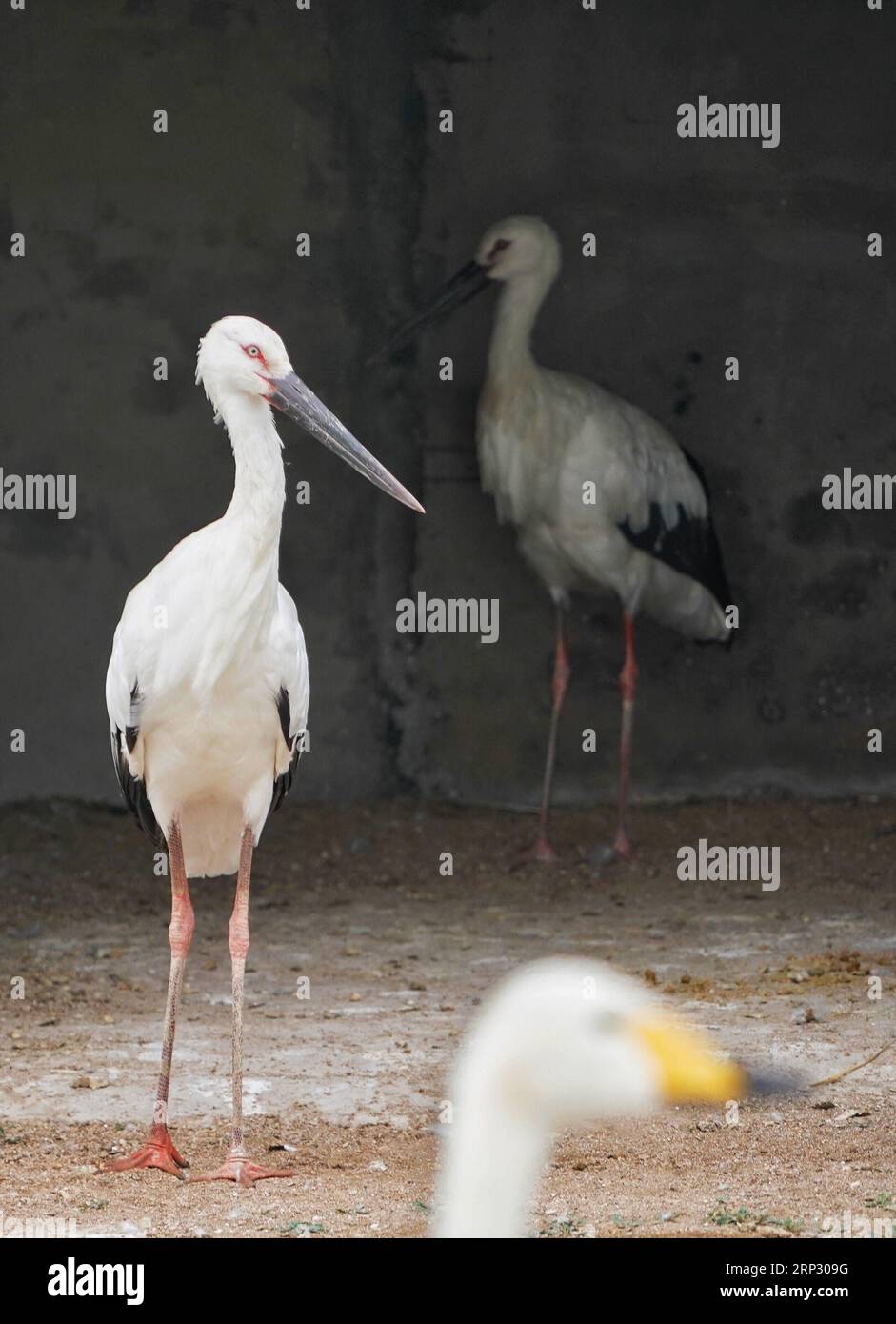 (180915) -- CAOFEIDIAN, 15. September 2018 -- Foto aufgenommen am 15. September 2018 zeigt einen orientalischen Weißstorch im Caofeidian Feuchtgebiet und Vogelschutzgebiet in der nordchinesischen Provinz Hebei. Zwei verletzte orientalische Weißstörche werden bald nach ihrer vollständigen Genesung in die Wildnis entlassen. Die beiden Vögel wurden durch die Verwaltung des Naturschutzgebiets im Oktober 2017 gerettet. Die orientalischen Weißstörche sind als gefährdete Arten aufgeführt, die unter erstrangigen nationalen Schutz stehen. )(mcg) CHINA-HEBEI-CAOFEIDIAN-ORIENTAL WHITE STORK-RELEASE (CN) XingxGuangli PUBLICATIONxNOTxINxCHN Stockfoto