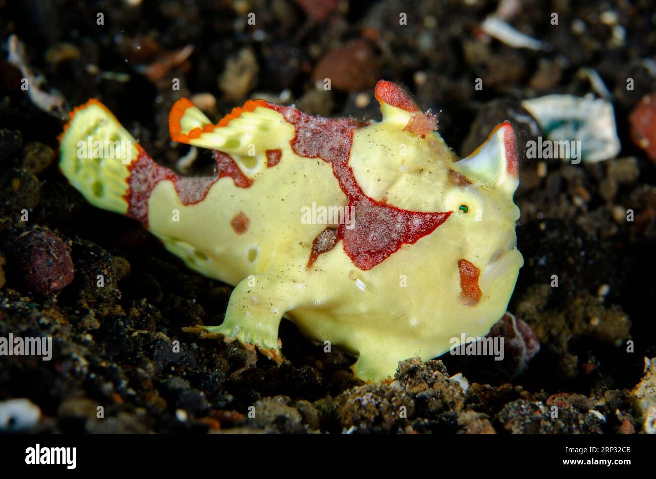 Warzenanglerfisch, Antennarius maculatus, Tauchplatz Bulakan, Seraya, Karangasem, Bali, Indonesien Stockfoto