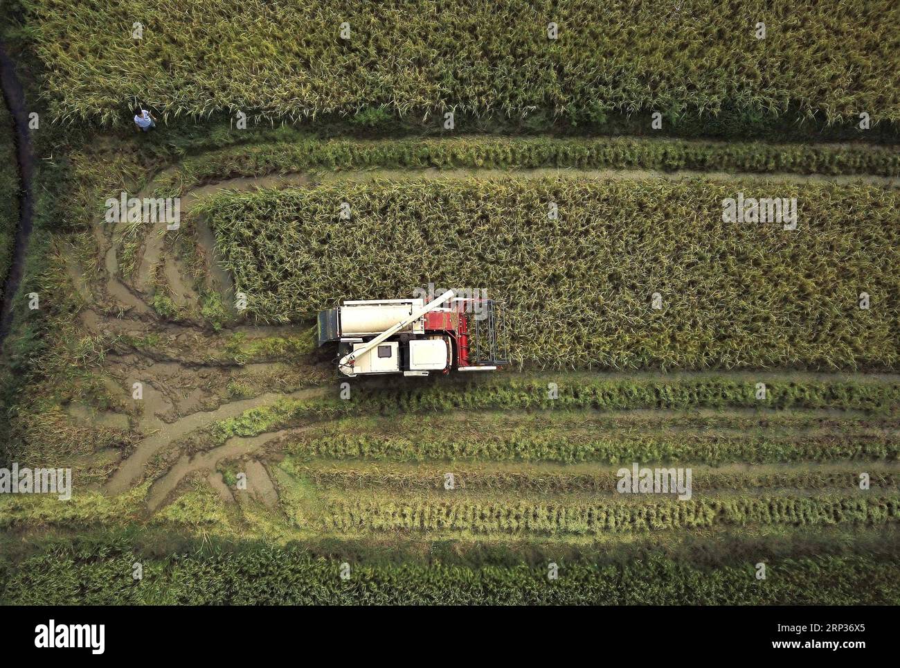 (180922) -- NANCHANG, 22. September 2018 -- Zhou Xiaolin und Zhou Biao ernten Reis im liutianischen Dorf des Bezirks Xinjian in Nanchang, ostchinesische Provinz Jiangxi, 21. September 2018. Wenn jede Erntesaison für Reis in der Zwischensaison im September beginnt, werden Zhou Xiaolin, ein Reisanbauer, und sein Sohn Zhou Biao anderen Landwirten bei der Ernte immer Hilfe anbieten, da nur wenige Familien in der Nähe mehrere landwirtschaftliche Maschinen besitzen, die die Arbeitsbelastung ausreichend erfüllen. Zhou Xiaolin wurde im Dorf Liutian geboren und war früher Zimmermann. 2005 kehrte er nach Hause zurück, um sich mit dem Reisanbau zu beschäftigen. Zwei Jahre später, Zhou Xiaolin Stockfoto