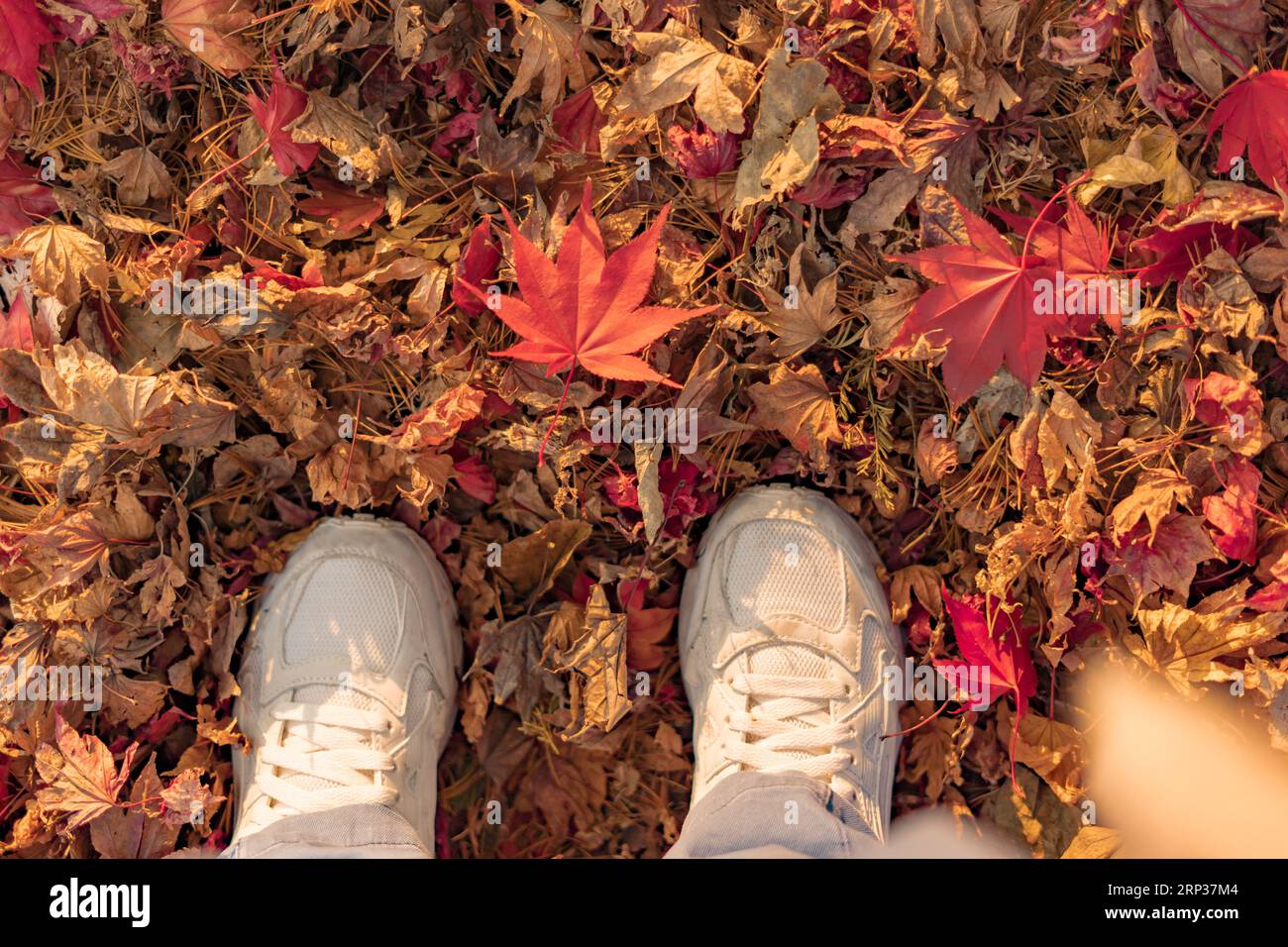 Die Füße einer Person in weißen Turnschuhen stehen auf herabfallenden Herbstblättern und zeigen ein herabfallendes rotes Ahornblatt Stockfoto