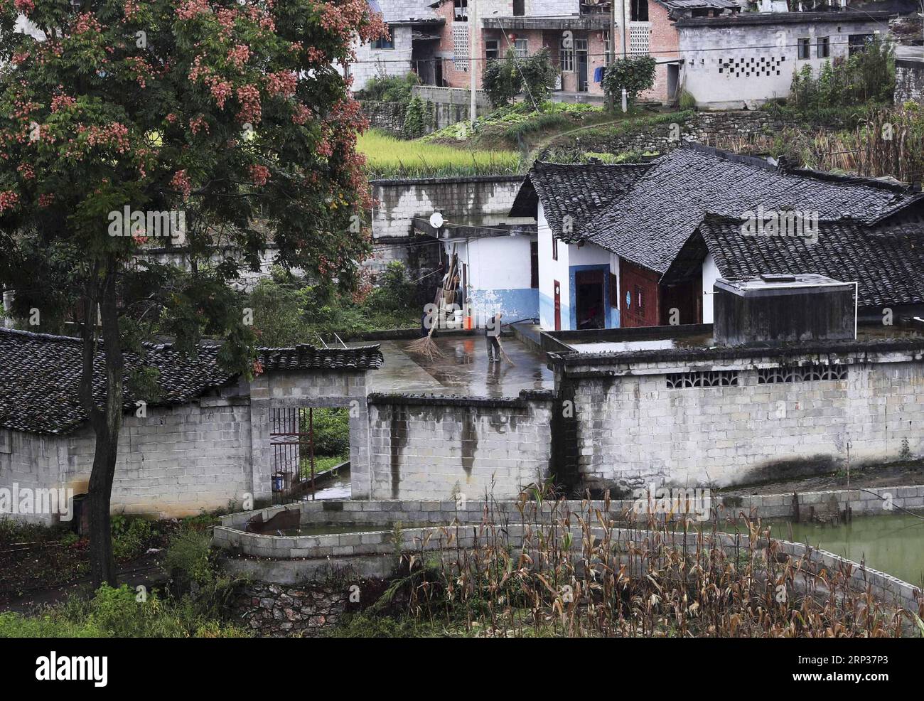 (180923) -- CHONGQING, 23. September 2018 -- Jian Yixiang (L) räumt den Hof mit seinem Vater in Songlin Village, Lin e Township von QIANJIANG Distrcit, südwestchinesische Gemeinde Chongqing, 22. September 2018 auf. Jian, 34, wurde im Dorf Chongqing geboren. Ende 2009 gab er seinen Job in der Innenstadt von Chongqing auf und kehrte nach Hause zurück, um sich um seine verfrühte Mutter zu kümmern, während der er begann, tremella anzubauen. 2011 gründete er sieben tremella-Pflanzwerkstätten und eine spezialisierte Genossenschaft. Um die Kanäle für die Einkommenssteigerung zu erweitern, gründete Jian ein Unternehmen, das sich der gelben Chrysantheme pl widmete Stockfoto