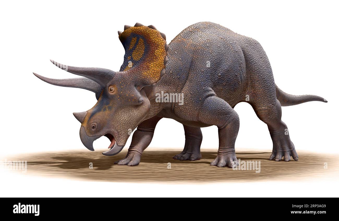 Triceratops horridus isoliert auf weißem Hintergrund Stockfoto