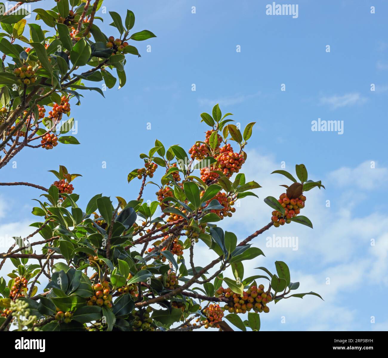Anfang September gab es reichlich holly Beeren. Fast rot und bereit für Wildvögel im Herbst und Winter. Stockfoto