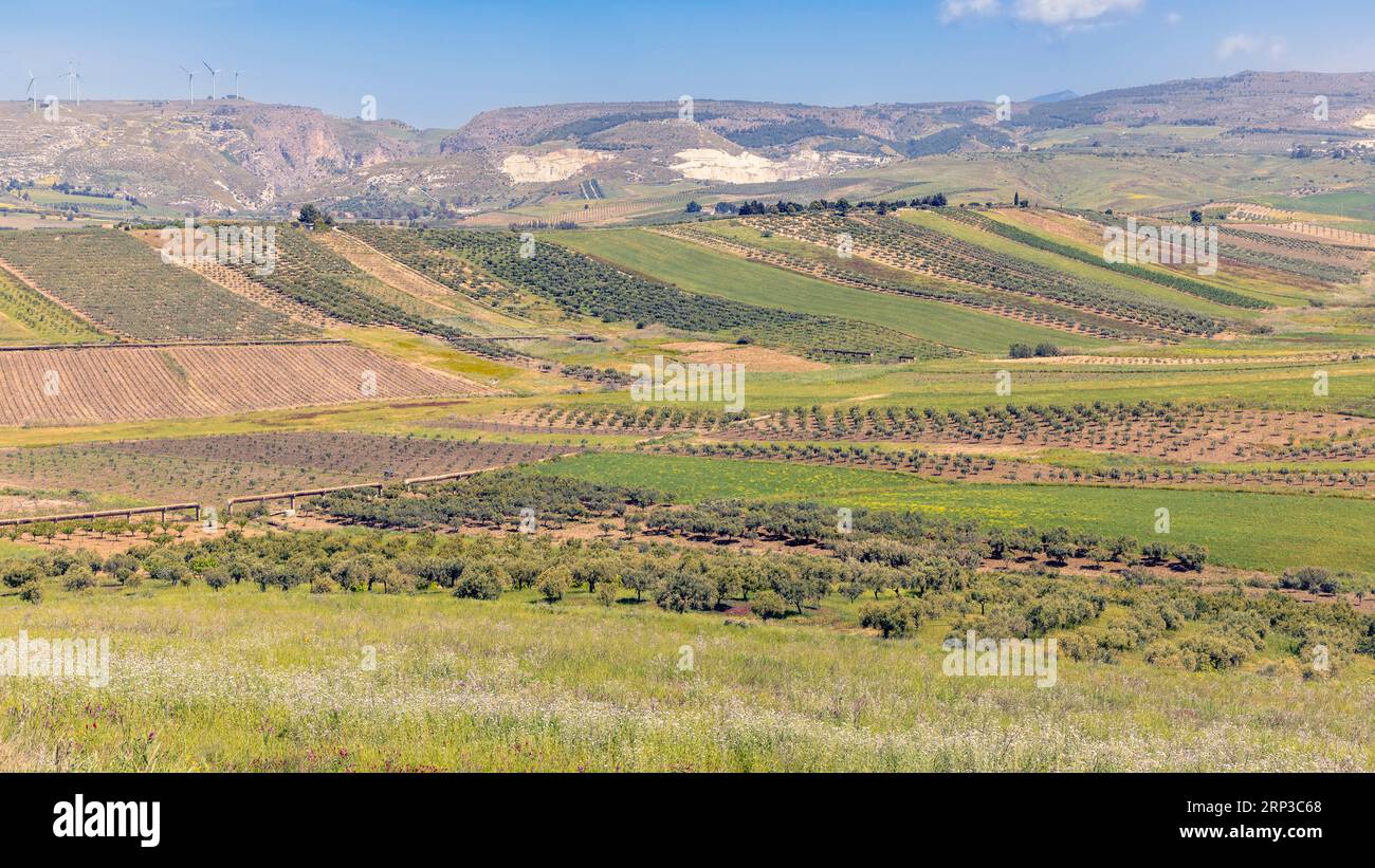 Landwirtschaftliche Landschaft in der Nähe von Menfi, Provinz Agrigento, Sizilien, Italien. Stockfoto
