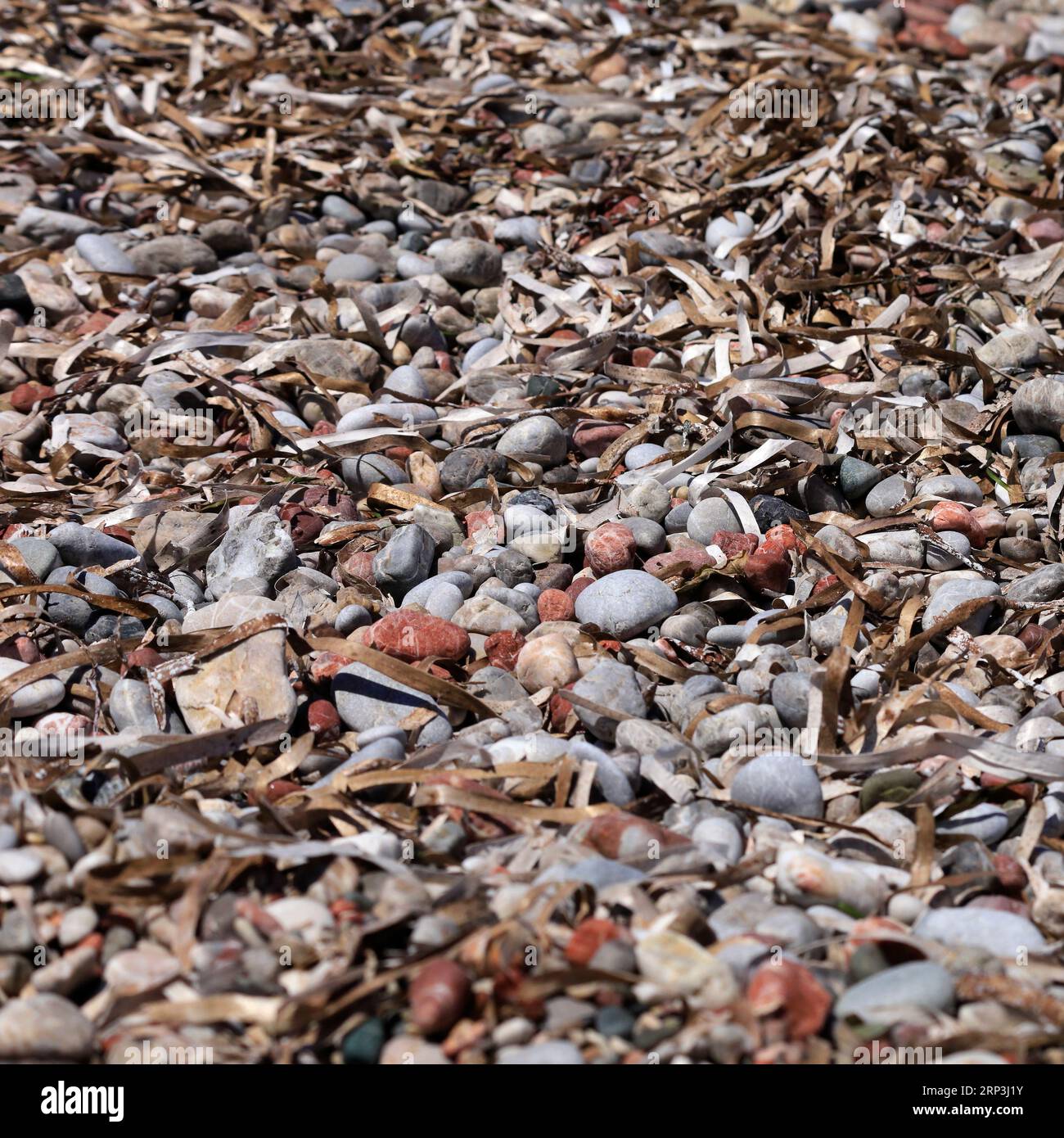 Kieselsteine und getrocknete neptun-Grasalgen Stockfoto