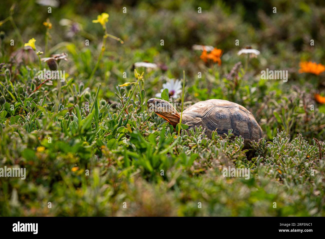 Angeln von Schildkröten im West Cape National Park, Westprovinz, Südafrika Stockfoto