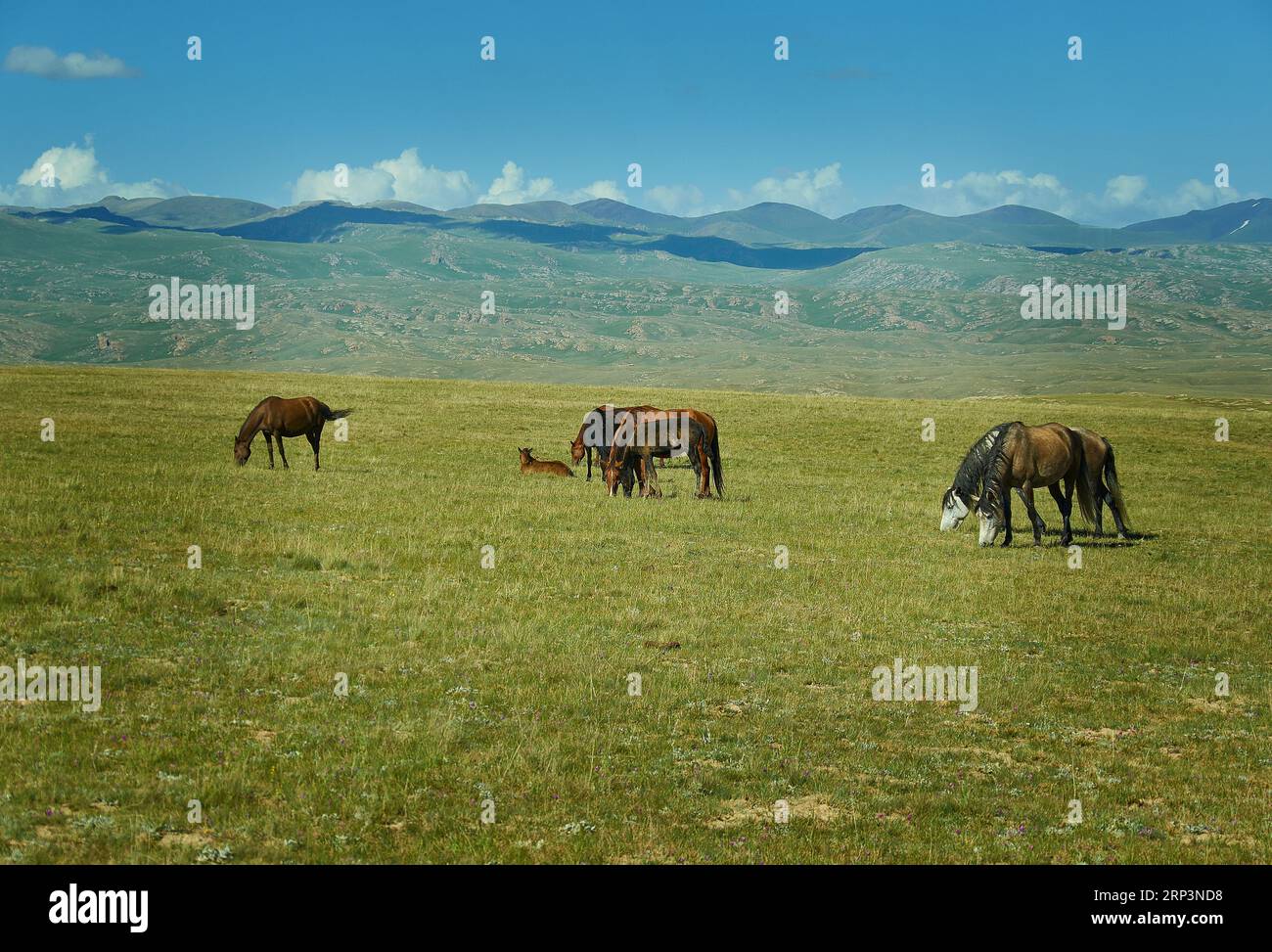 Der Bergsee Son kul in kirgisistan liegt auf einer Höhe von über 3000 Metern Stockfoto Der Bergsee Son kul in kirgisistan liegt auf einer Höhe von über 3000 Metern Stockfoto