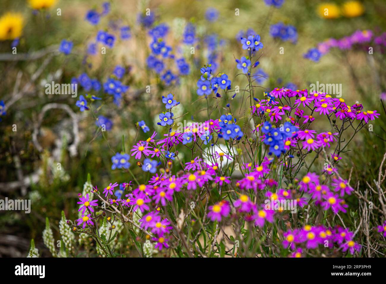 Blumen blühen während der Blütezeit im West Cape National Park, Kapstadt, Südafrika Stockfoto