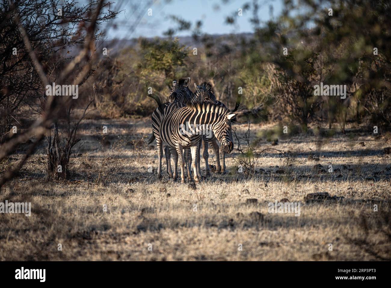 Zebras, Victoria Falls, Simbabwe Stockfoto