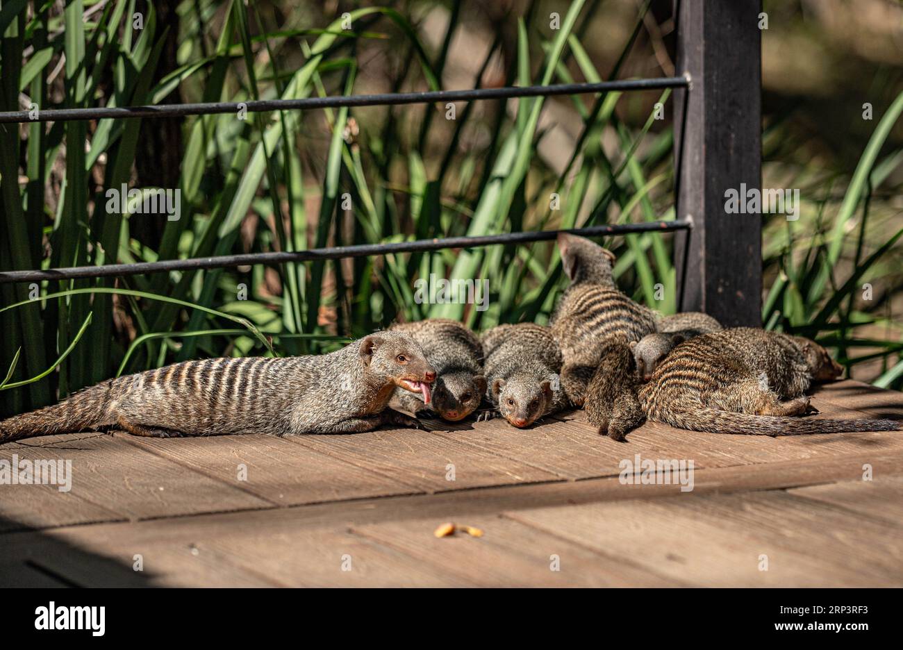 Banded Mungo, Victoria Falls, Simbabwe Stockfoto
