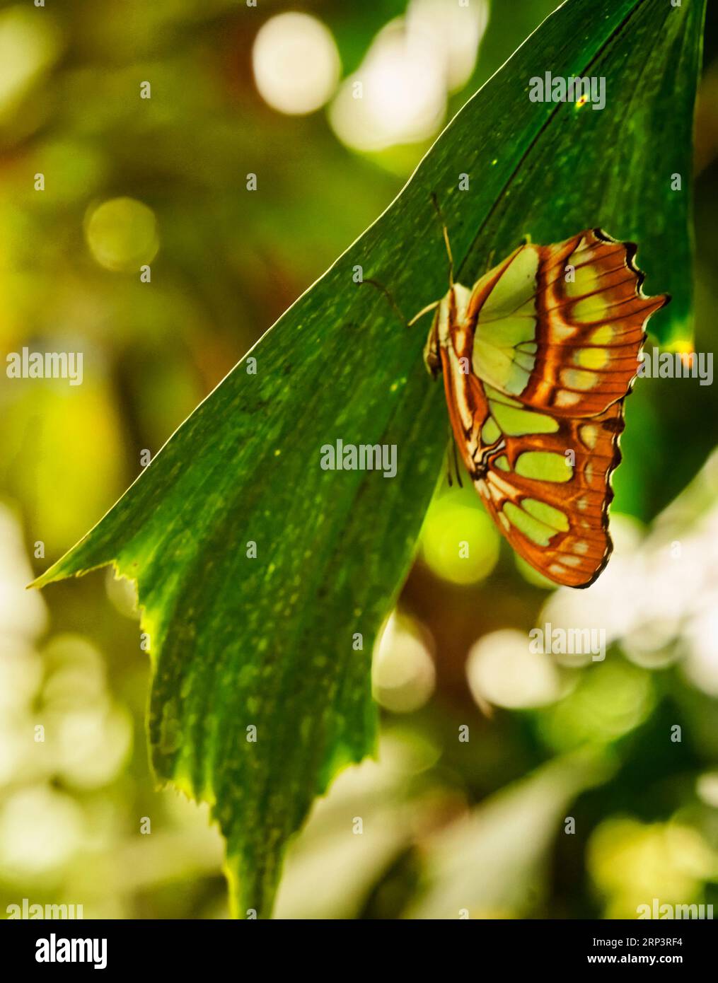 Grüner Schmetterling mit braunen Streifen hängt kopfüber auf einem Blatt mit gefalteten Flügeln Stockfoto