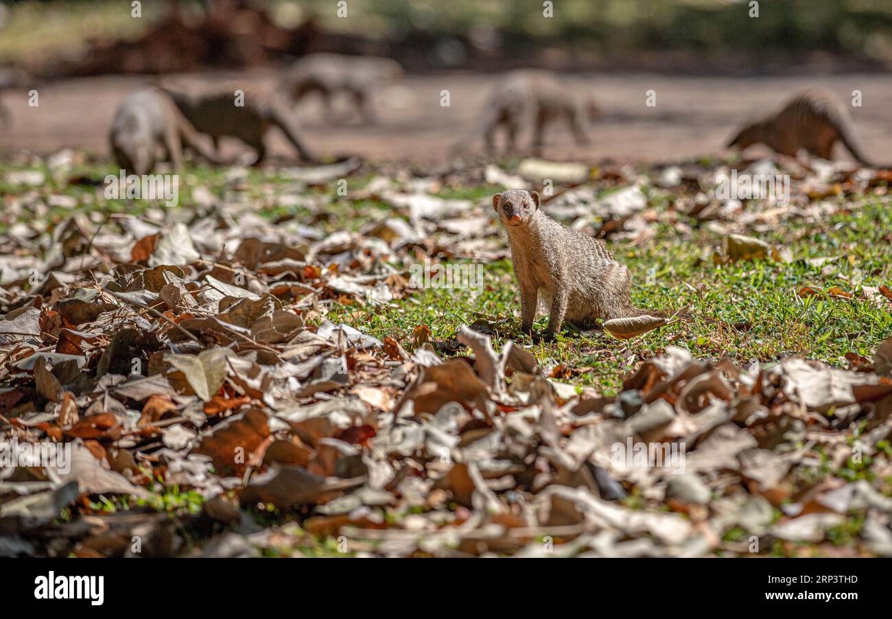Banded Mungo, Victoria Falls, Simbabwe Stockfoto
