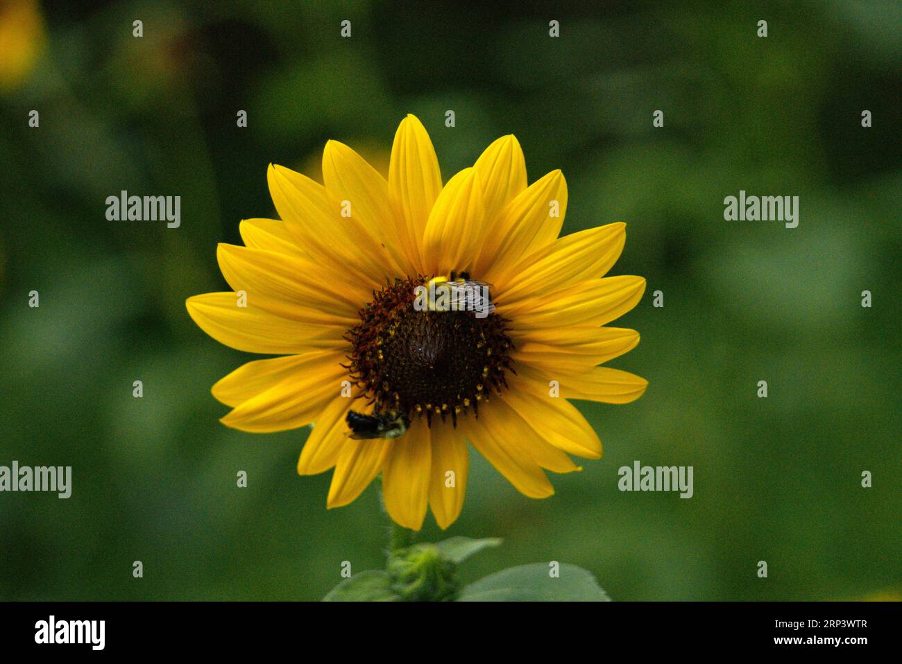 Hummeln an einer kleinen Sonnenblume in Pennsylvania Stockfoto