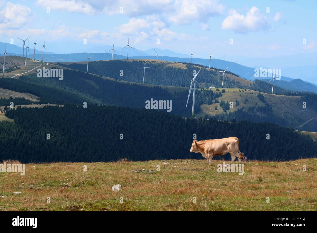 Eine einzelne Kuh auf einer Almwiese. Im Hintergrund moderne Windräder auf den Hügeln der Wiener Alpen bei Spital am Semmering. Stockfoto