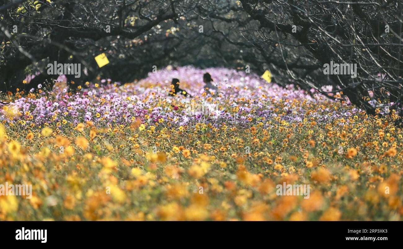 (181018) -- HUAI AN, 18. Oktober 2018 (Xinhua) -- Touristen besuchen einen Garten von Kosmosen in der malerischen Gegend von Liushuwan in Huai an, Ostchinesische Provinz Jiangsu, 18. Oktober 2018. (Xinhua/Zhao Qirui)(lmm) CHINA-JIANGSU-FLOWER-LEASURE (CN) PUBLICATIONxNOTxINxCHN Stockfoto