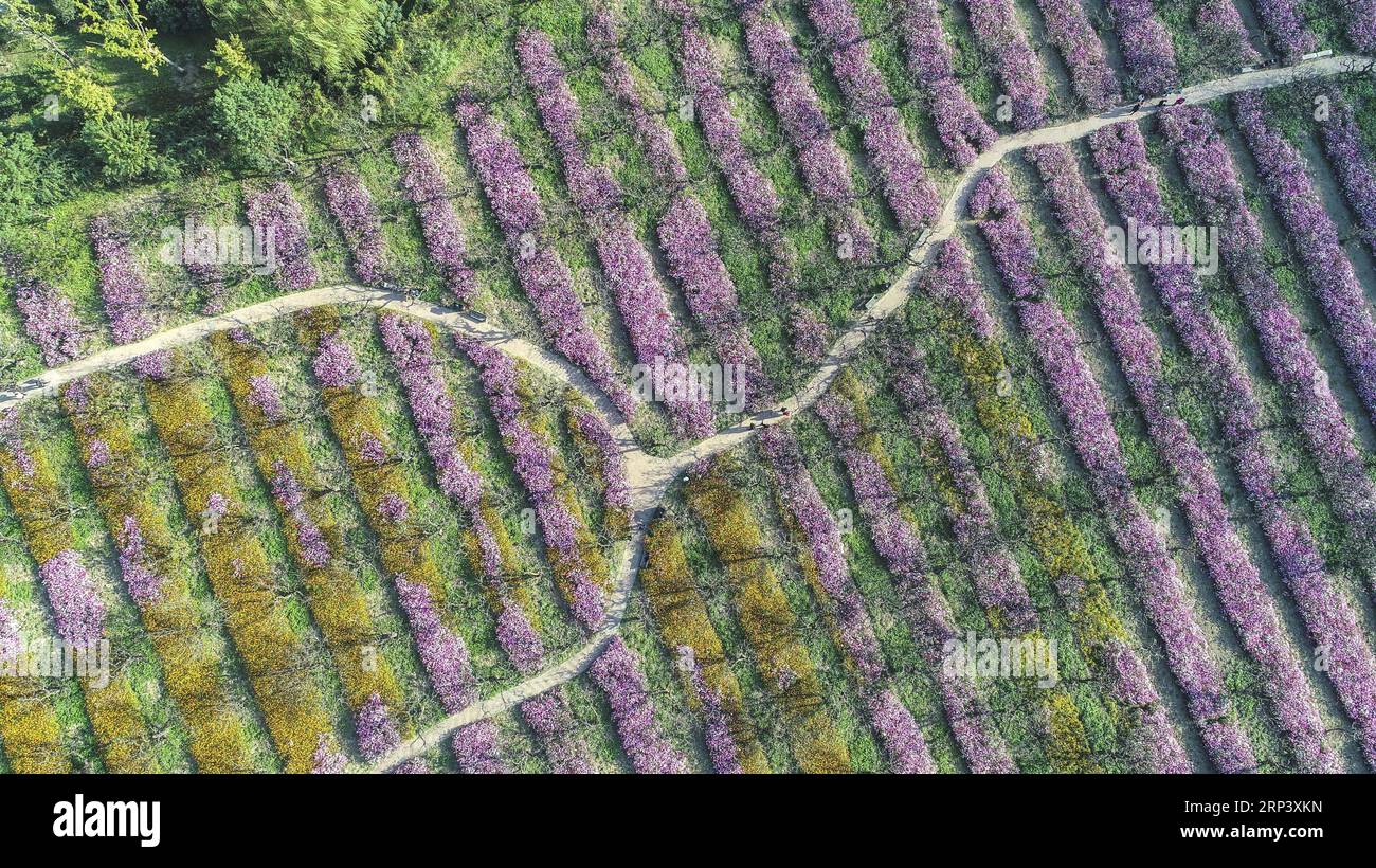 (181018) -- HUAI AN, 18. Oktober 2018 (Xinhua) -- Luftaufnahme aufgenommen am 18. Oktober 2018 zeigt einen Garten von Kosmosen in der malerischen Gegend Liushuwan in Huai an, der ostchinesischen Provinz Jiangsu. (Xinhua/Zhao Qirui)(lmm) CHINA-JIANGSU-FLOWER-LEASURE (CN) PUBLICATIONxNOTxINxCHN Stockfoto