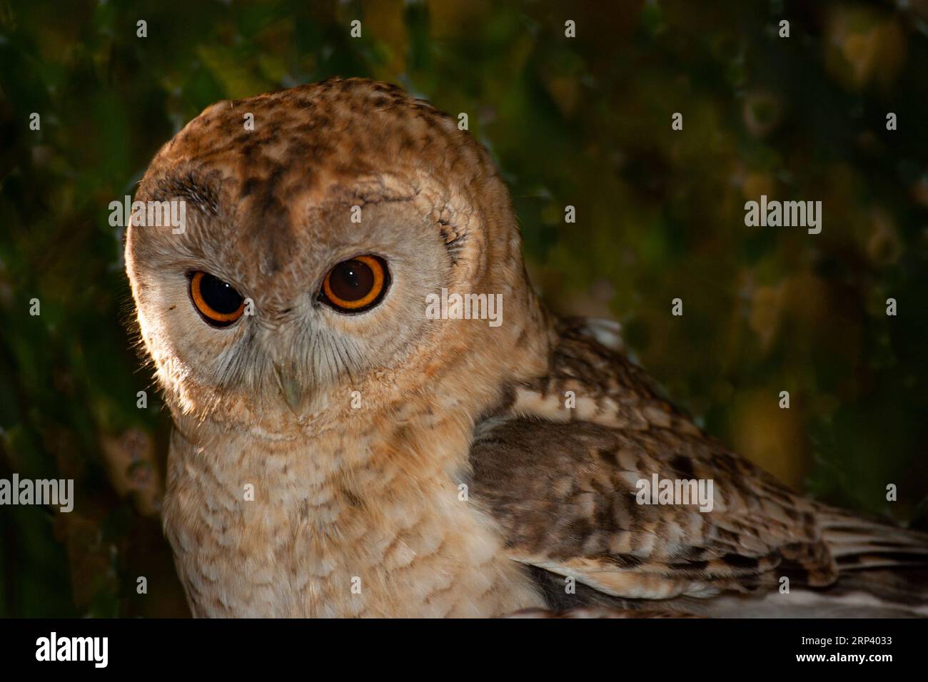 Wüstentauereule (Strix hadorami) brütet in der Judäischen Wüste in Israel Stockfoto