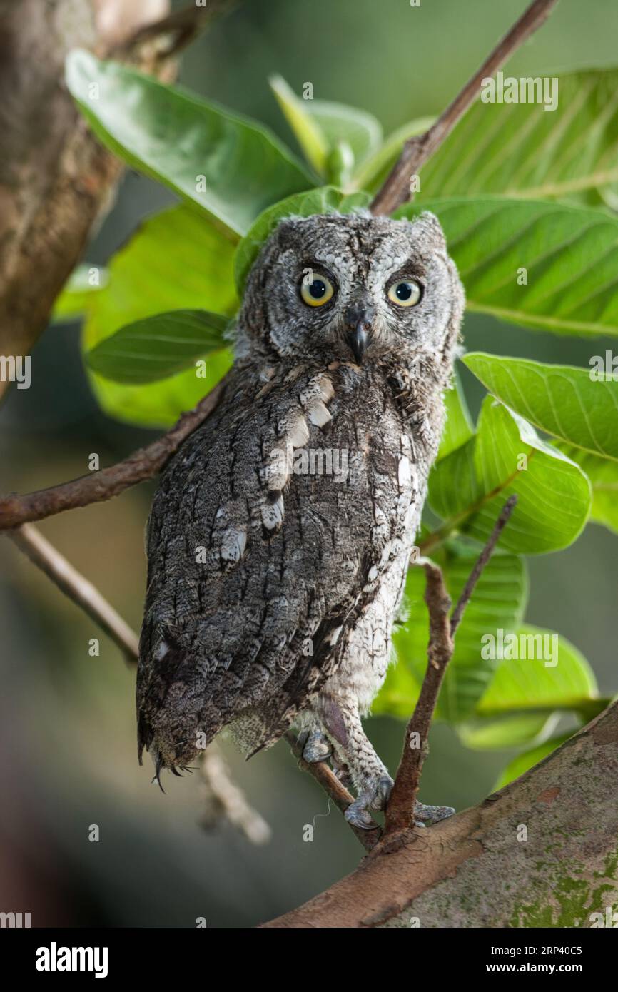 Eurasische Eulen (Otus scops) Stockfoto