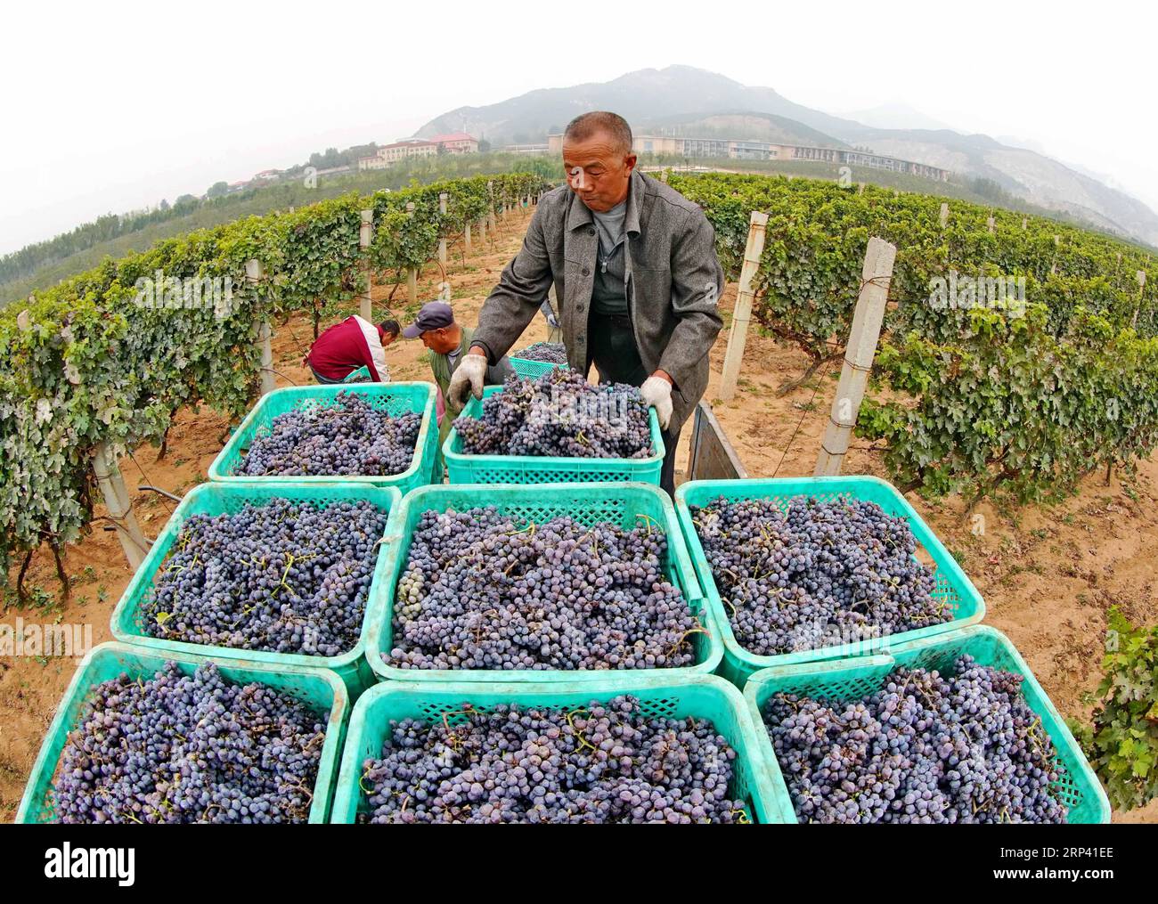 (181022) -- SHIIAZHUANG, 22. Oktober 2018 -- Landwirte laden Weintrauben in eine Pflanzbasis in der Gemeinde Liangshan im Changli County, nordchinesische Provinz Hebei, 21. Oktober 2018. Mehr als 50.000 mu (etwa 3.333,33 Hektar) Weintrauben sind in die Erntesaison eingetreten. Der jährliche Produktionswert der lokalen Weinbrauerei hat 2,5 Milliarden Yuan (361,1 Millionen US-Dollar) erreicht. ) (Hxy) CHINA-CHANGLI-WEIN TRAUBENERNTE (CN) YangxShiyao PUBLICATIONxNOTxINxCHN Stockfoto