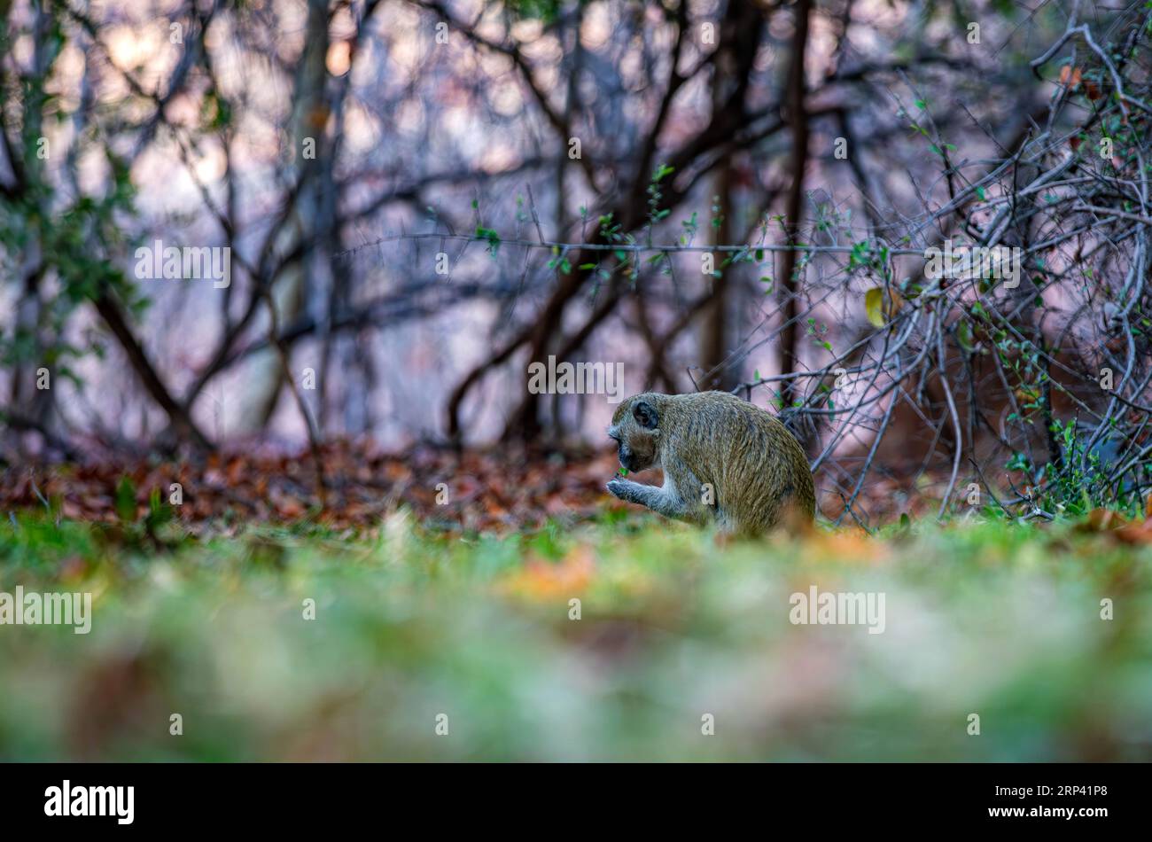 Vervet-Affe (Chlorocebus pygerythrus) auf der Suche nach Nahrung im Gras, Victoria Falls, Simbabwe Stockfoto