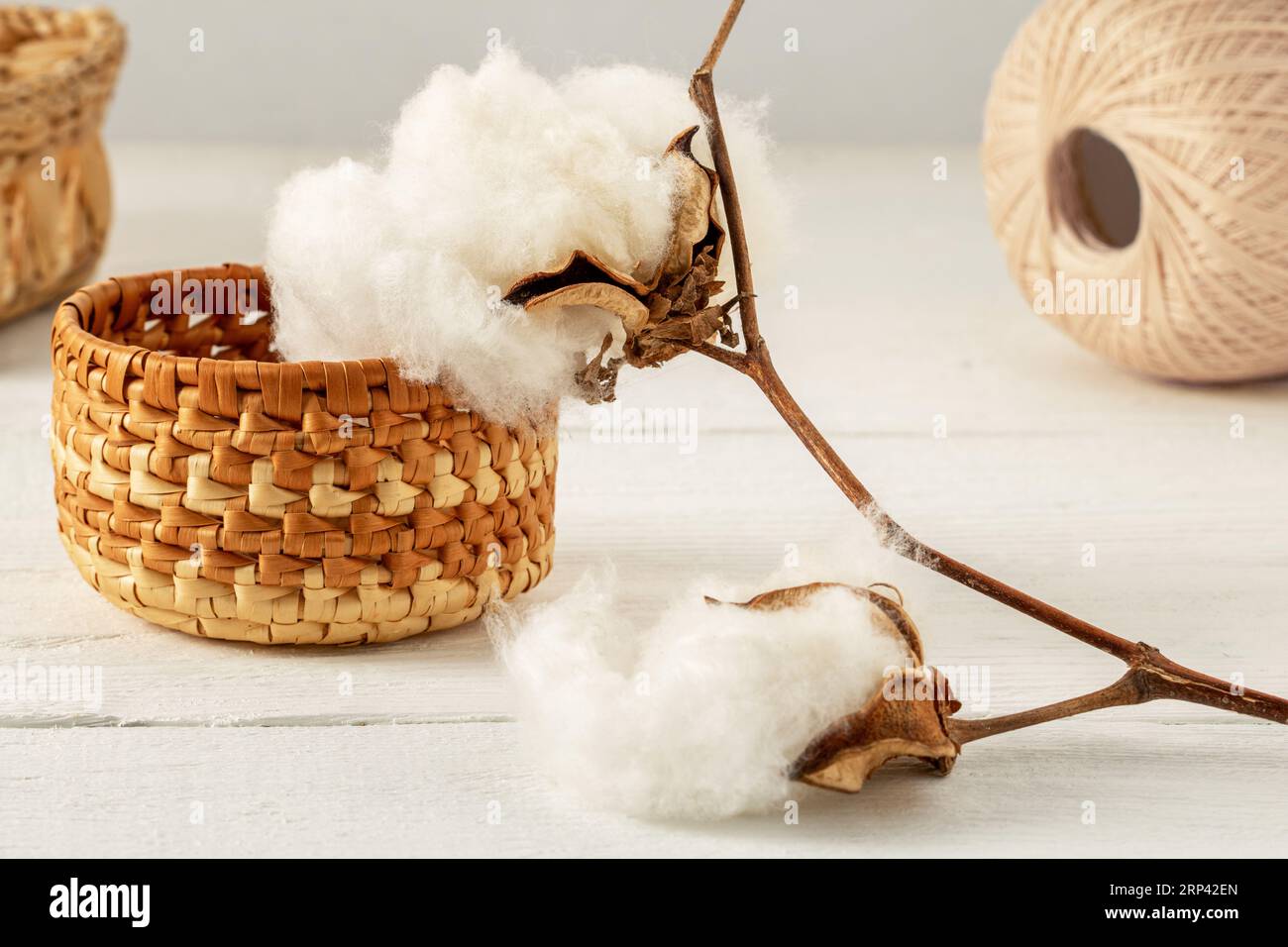 Ein Zweig aus reifer Baumwolle auf einem weißen Holztisch, umgeben von Korbkörben und einem Wattebausch Stockfoto