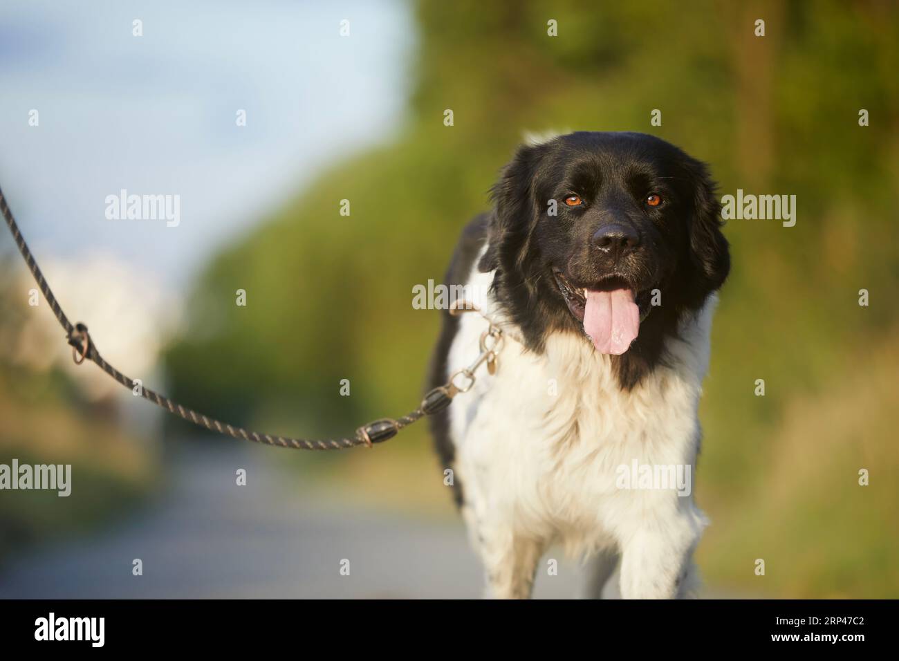 Glücklicher Hund an der Leine geht auf dem Wanderweg. Porträt des freudigen tschechischen Sennenhunds an sonnigem Tag. Stockfoto