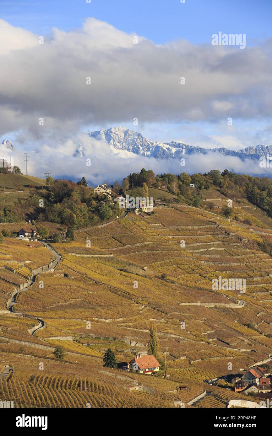 (181030) -- LAVAUX (SCHWEIZ), 30. Oktober 2018 -- Foto aufgenommen am 30. Oktober 2018 zeigt die spätherbstliche Landschaft der Weinberge in Lavaux, Schweiz. Lavaux Vineyard Terrace ist seit 2007 in die UNESCO-Liste des Weltkulturerbes aufgenommen worden. SCHWEIZ-LAVAUX-WEINBERGE-HERBSTLANDSCHAFT XuxJinquan PUBLICATIONxNOTxINxCHN Stockfoto