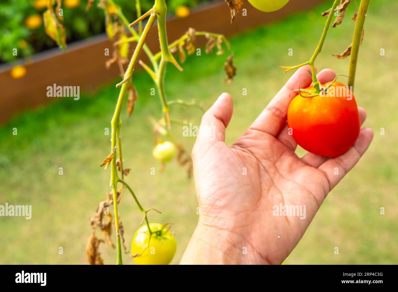 Genießen Sie den Geschmack: Erkunden Sie die Red Tomato Farms Stockfoto