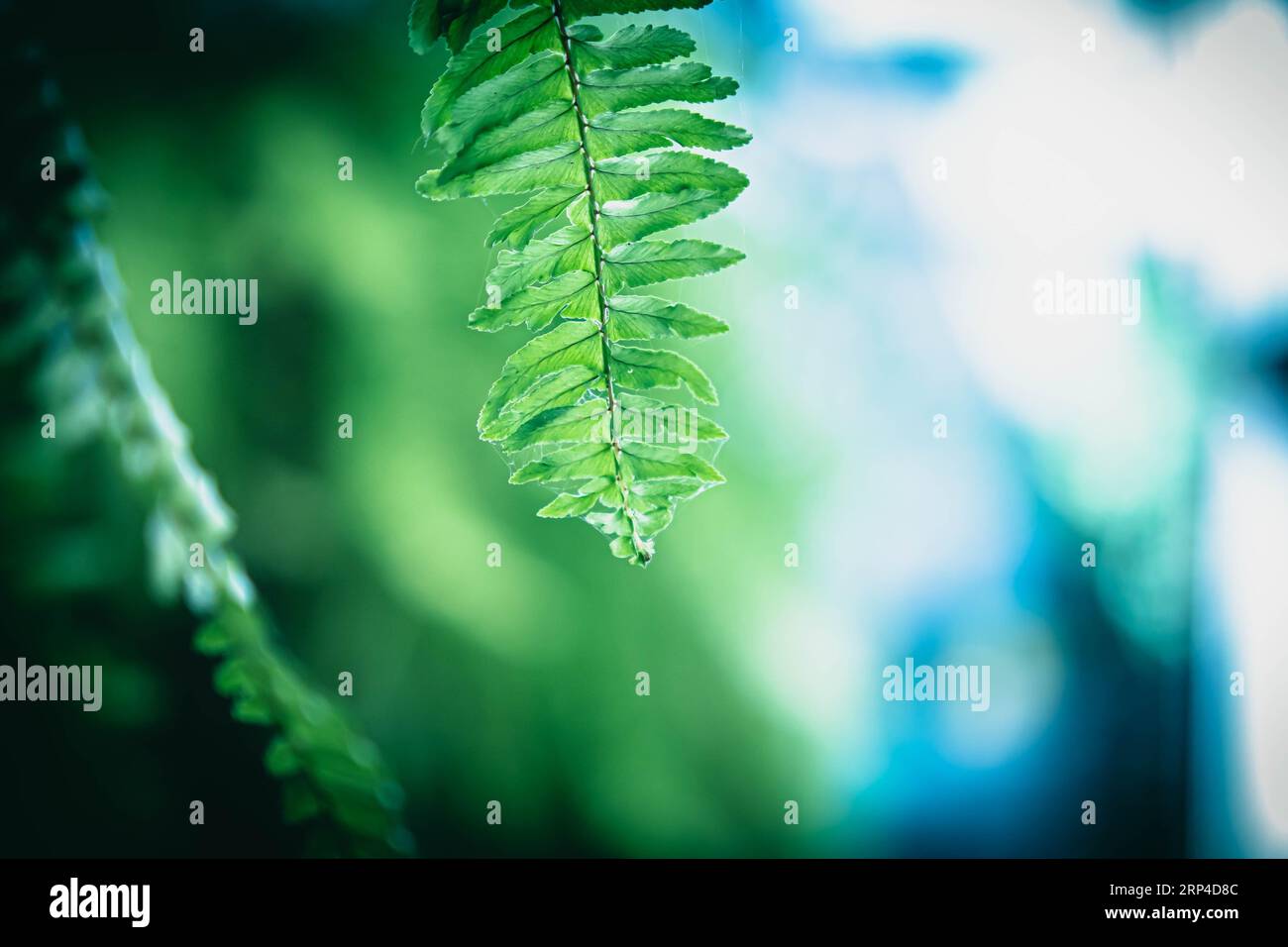 Gartenfreude: Farnblätter als Hausdekoration für eine botanische Oase Stockfoto