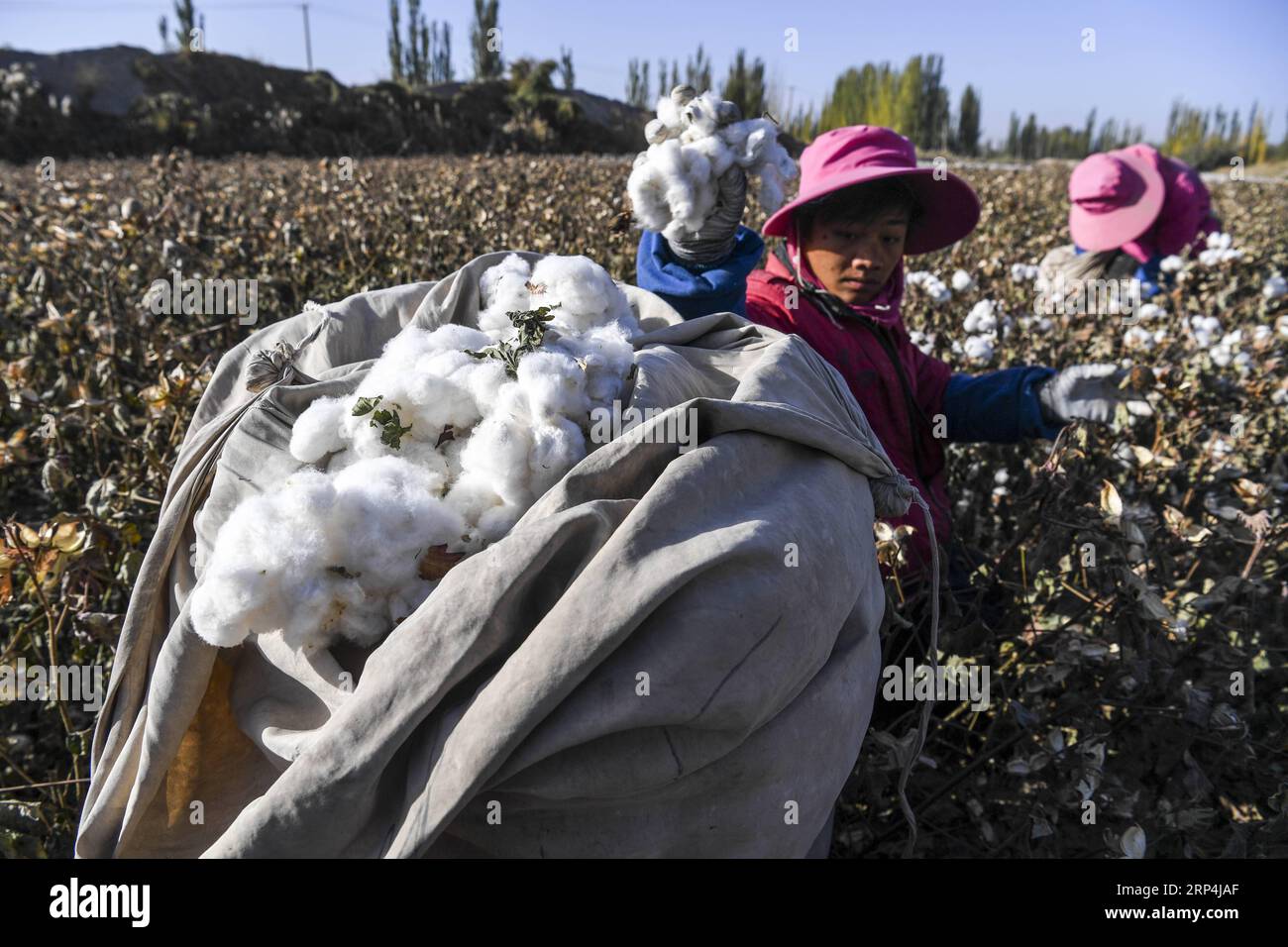 (181110) -- ÜRÜMQI, 10. November 2018 (Xinhua) -- Chen Xibo erntet Baumwolle auf einem Feld in der Dolatbag-Stadt im Kreis Bachu, Nordwestchina, Autonome Region Xinjiang Uygur, 24. Oktober 2018. Chen Xibo, 30, gebürtig aus dem Bezirk Zhaotong aus der südwestchinesischen Provinz Yunnan, begann zusammen mit anderen 4 Familienmitgliedern die diesjährige saisonale Expedition in der baumwollreichen Region, um die Ernte der Ernte vor zwei Monaten zu unterstützen. Als erfahrener Arbeiter erwartet Chen mindestens die Hälfte des Gesamteinkommens dieses Jahres nach 3 Monaten harter Arbeit, die hier Baumwolle sammelt. Ein Tag beginnt nach einem Schlaf im Haus eines Freundes, der nur ein Spaziergang ist Stockfoto