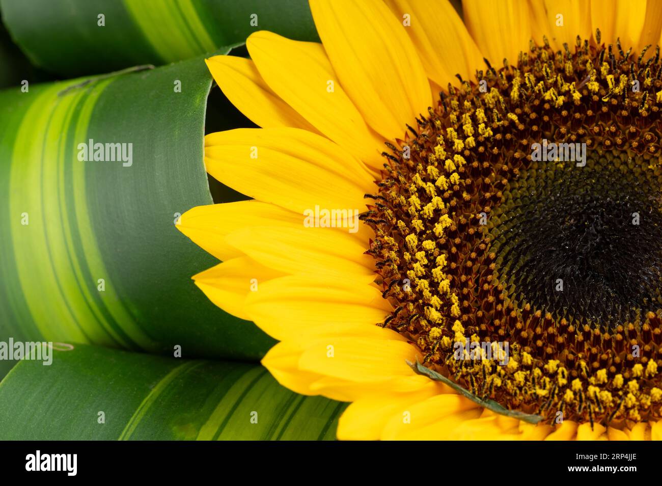 Nahaufnahme der Sonnenblume auf grünem Blatthintergrund Stockfoto