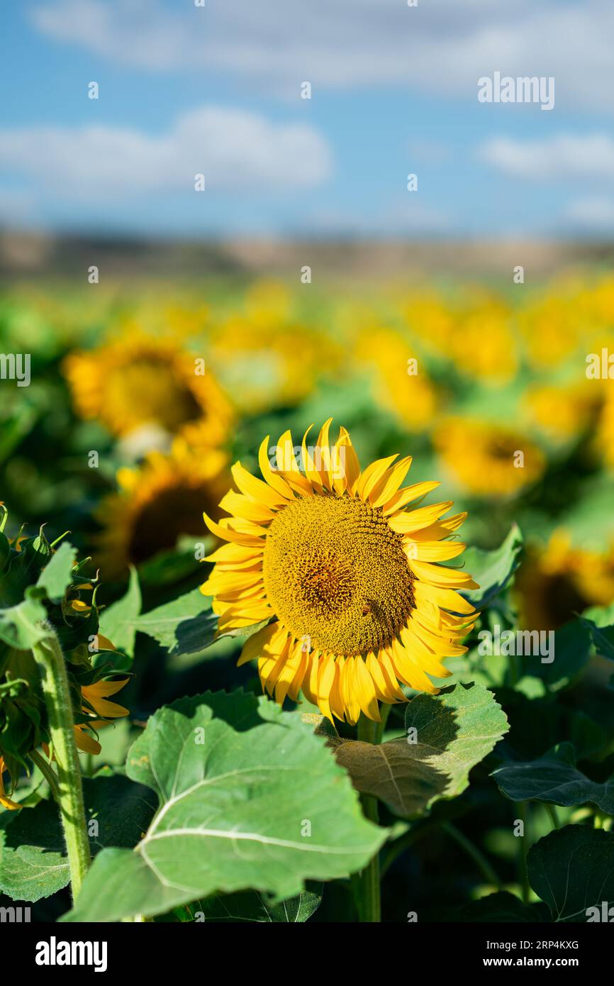 Blühendes Sonnenblumenfeld mit blauem bewölktem Himmel. Hochwertige Fotos Stockfoto