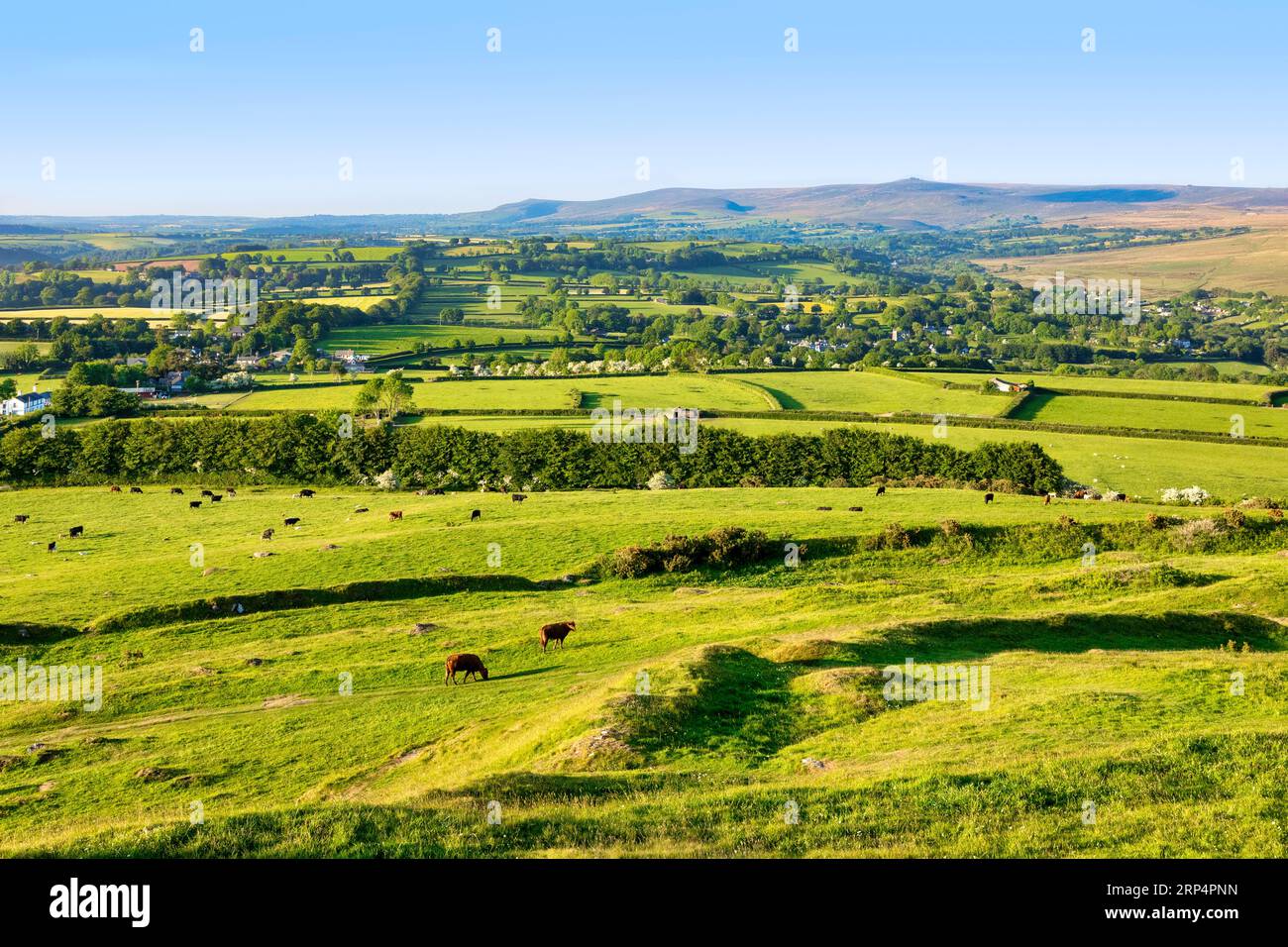 Viehweiden in einer üppigen grünen Landschaft am Rande von Dartmoor, Devon, England, Großbritannien. Stockfoto