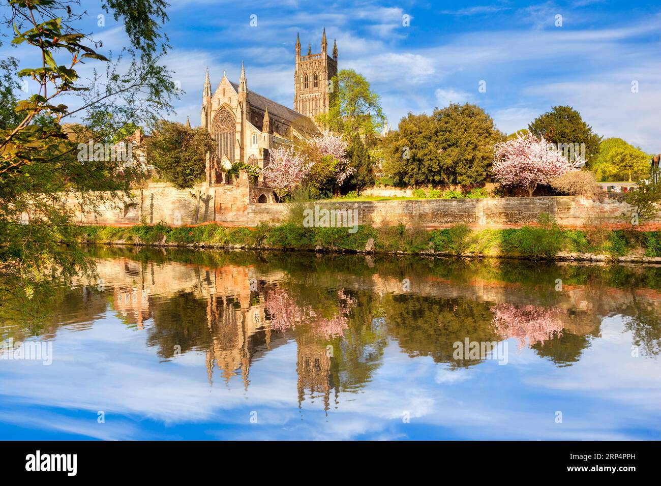 Die Kathedrale von Worcester an einem sonnigen Frühlingsmorgen mit Kirschblüte und einem Spiegelbild in der Severn. Stockfoto