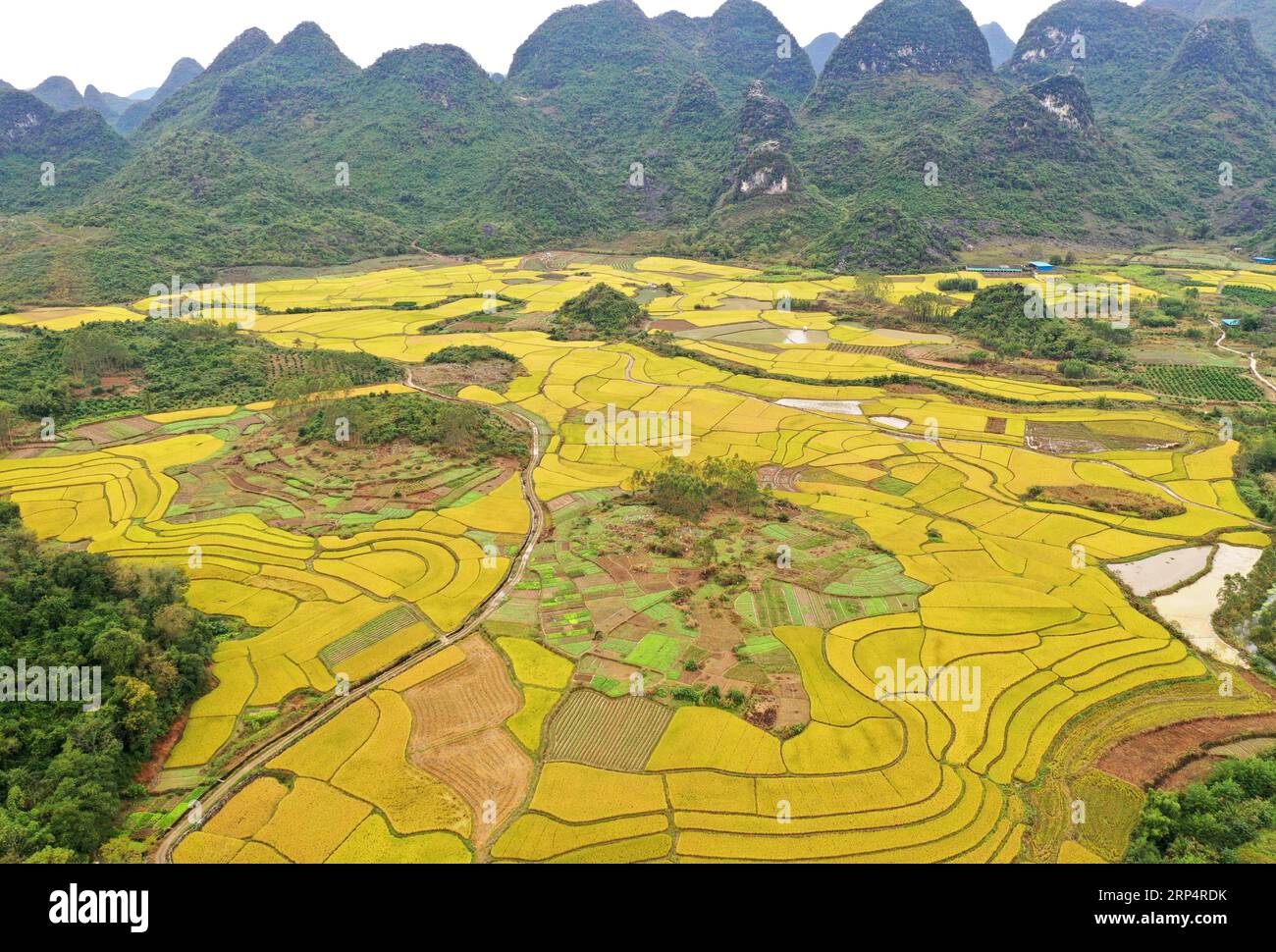 (181116) -- RONG AN, 16. November 2018 -- Luftaufnahme vom 16. November 2018 zeigt die Landschaft der Reisfelder in der Stadt Daliang im Kreis Rong an, südchinesische autonome Region Guangxi Zhuang. ) (Sxk) CHINA-GUANGXI-REIS-LANDSCHAFT (CN) ZhouxHua PUBLICATIONxNOTxINxCHN Stockfoto