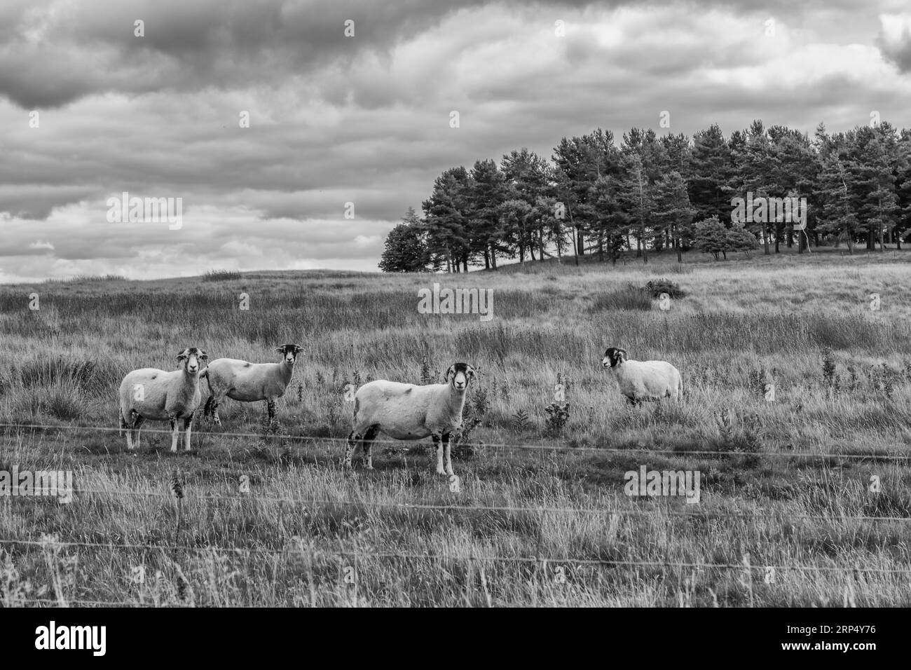 Schwarz-weiß-Bild von Swaledale-Schafen in North Yorkshire Stockfoto