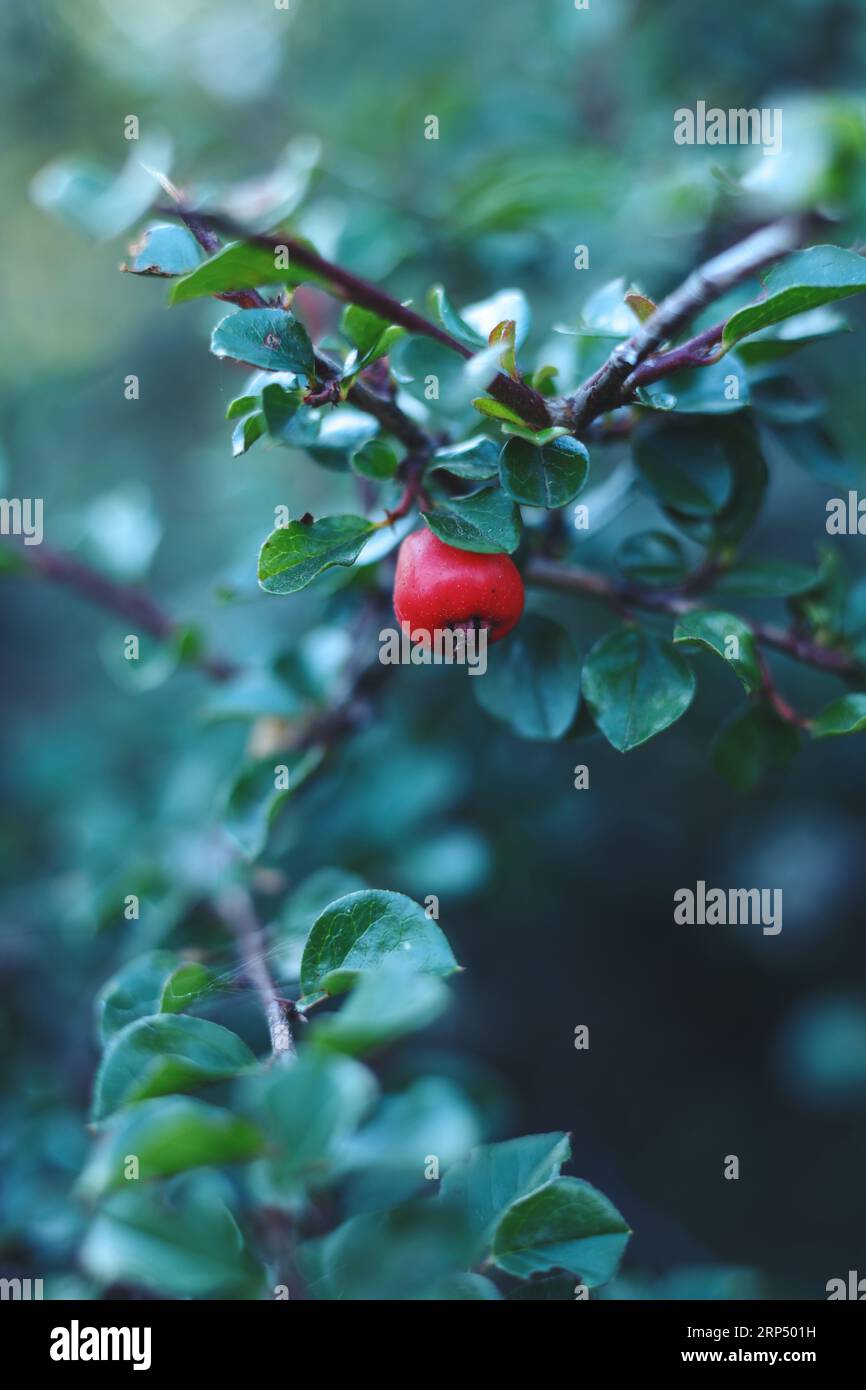 Nahaufnahme der roten Cotoneaster-Beeren Stockfoto