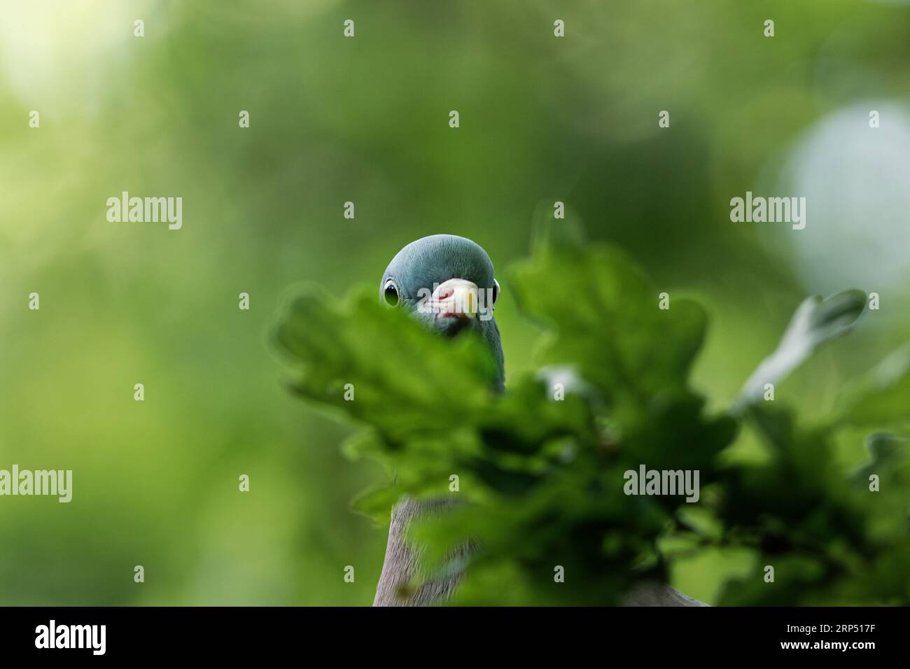 Neugierige Taube versteckt sich durch Eichenblätter Stockfoto