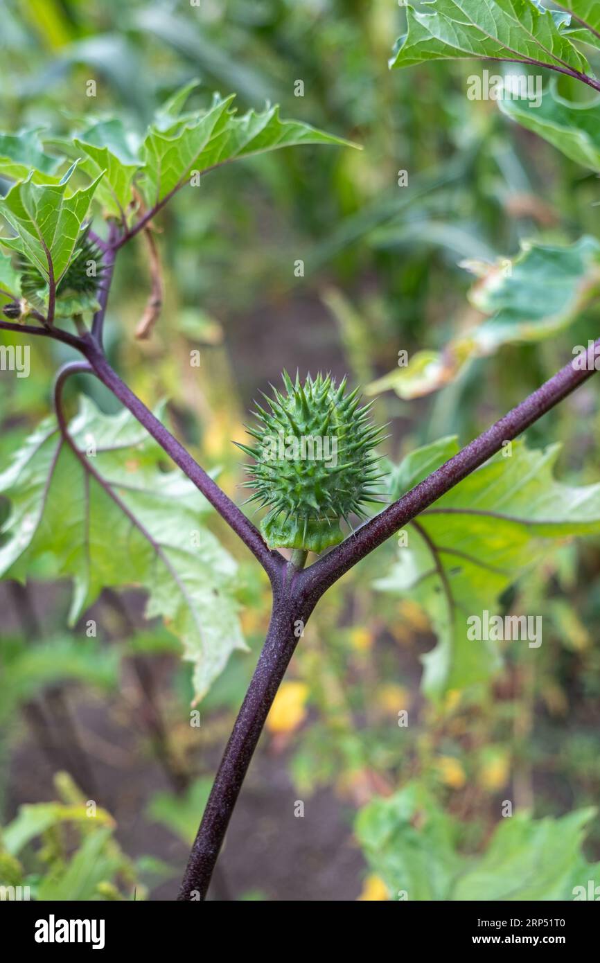 Thorn Apfel, Jimsonweed oder Datura Stramonium Samenkapseln. Giftige Pflanze Stockfoto