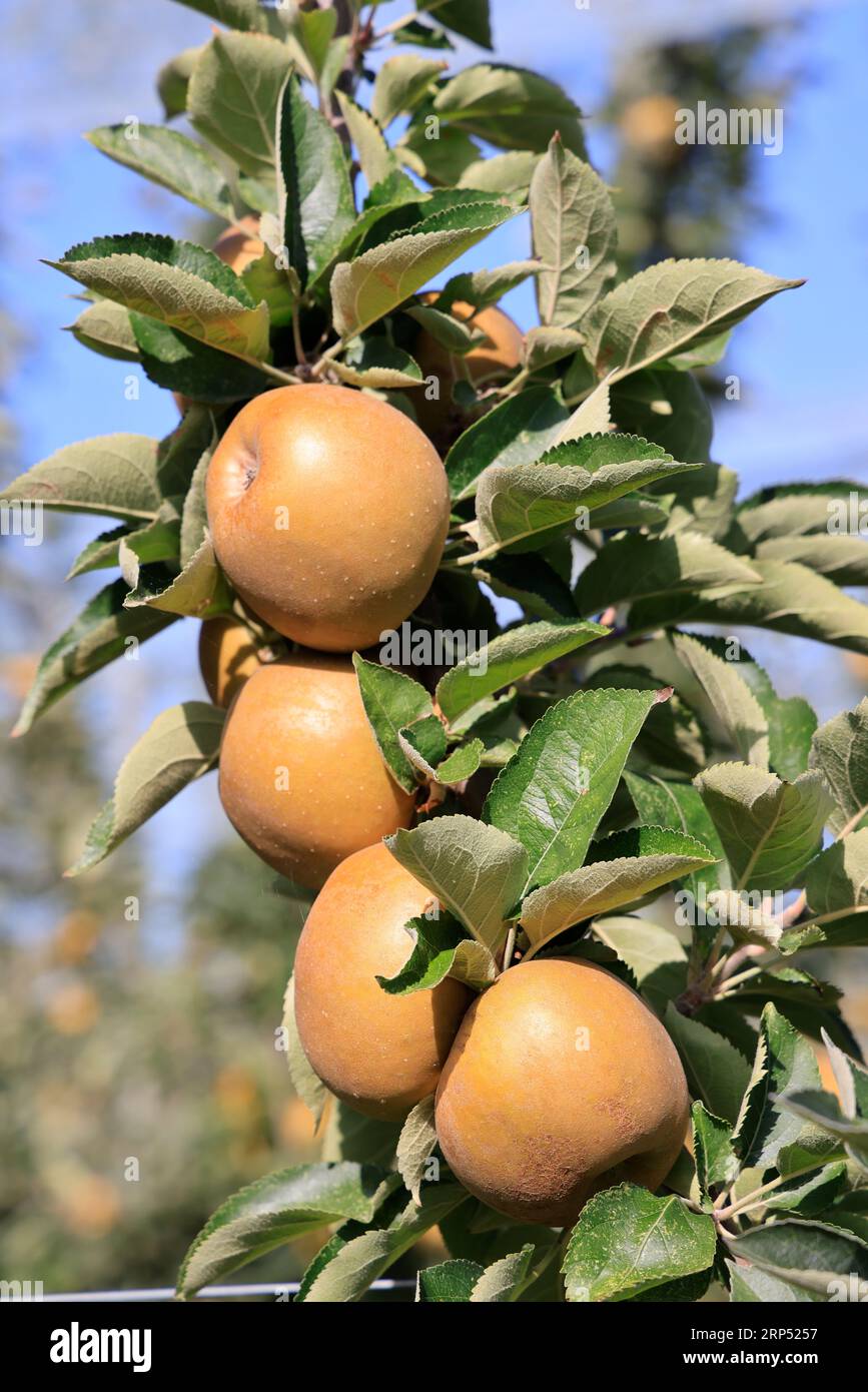 Auf der Route de la pomme du Limousin. Culture de pommiers et de pommes. Landwirtschaft, Pommiers, Pommes, Ernährung, Natur, campagne, Umwelt e Stockfoto