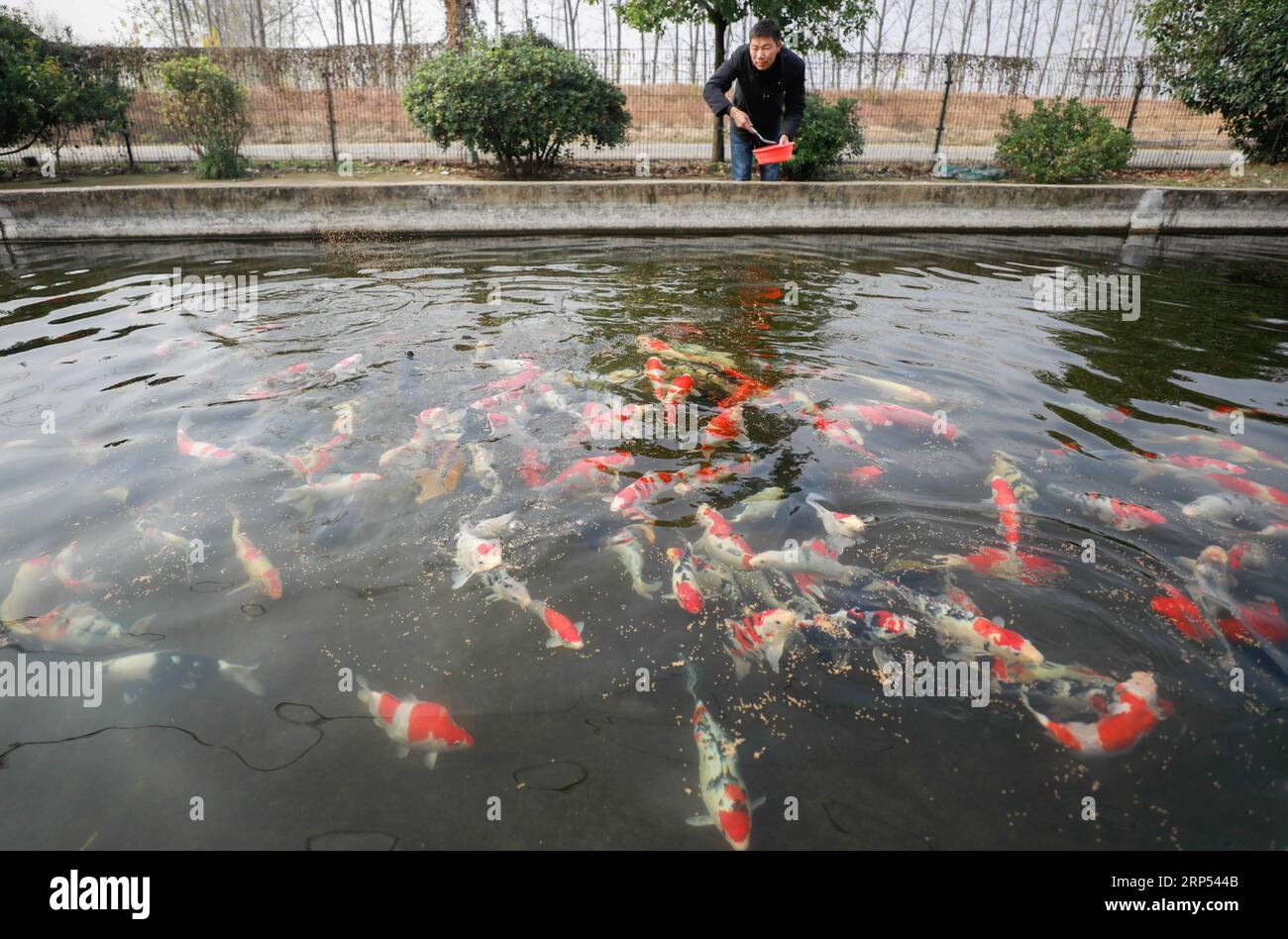 (181126) -- HUAI AN, 26. November 2018 -- Farmer Chen Huan ernährt Zierfische in der Stadt Huai HE, Kreis Xuyi der ostchinesischen Provinz Jiangsu, 26. November 2018. In den letzten Jahren hat das Xuyi County die Zierfischzucht entwickelt, die zu einem neuen Impuls für die Steigerung der Einkommen der lokalen Landwirte geworden ist. ) (Zwx) CHINA-JIANGSU-XUYI-FISH-GROWING (CN) ZhouxHaijun PUBLICATIONxNOTxINxCHN Stockfoto