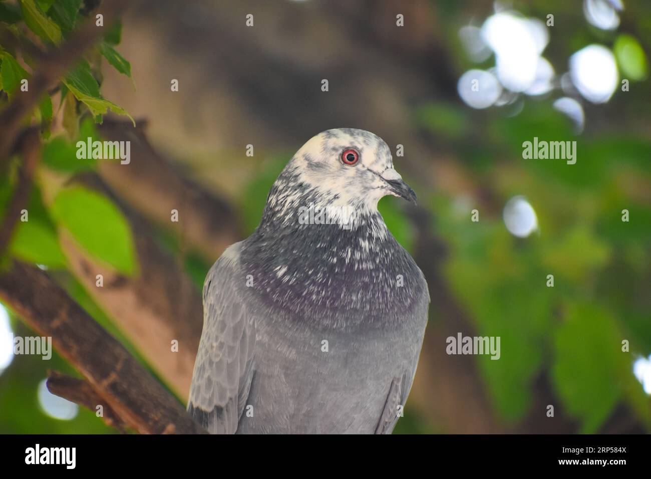 Wunderschöner junger weißer, schwarz gefleckter Haustaube Columbidae Felsentaube Friedensvogel, der im Baum in der Nähe des Nestes sitzt Stockfoto