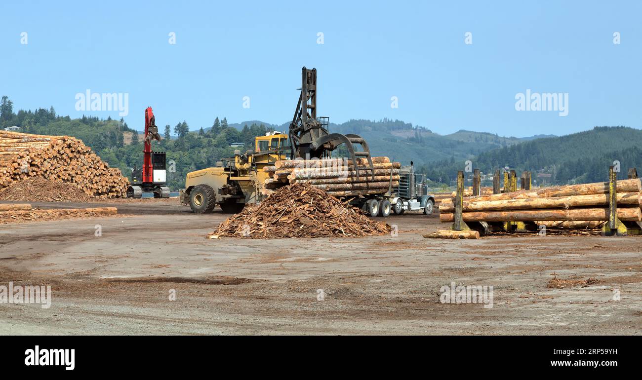 Gabelstapler zum Entladen der Douglafir-Baumstämme „Pseudotsuga menziesii“ von Transporttruck, Oregon. Stockfoto